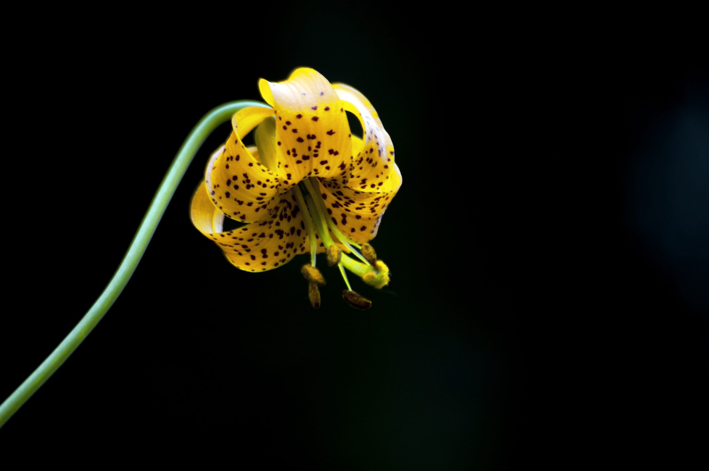 romantic, bright, Spring, nature, season, macro, grass, card, fragility, bloom, you, animal wildlife, leaf, loss, decoration, flower head, lilly, invitation, HD Wallpaper