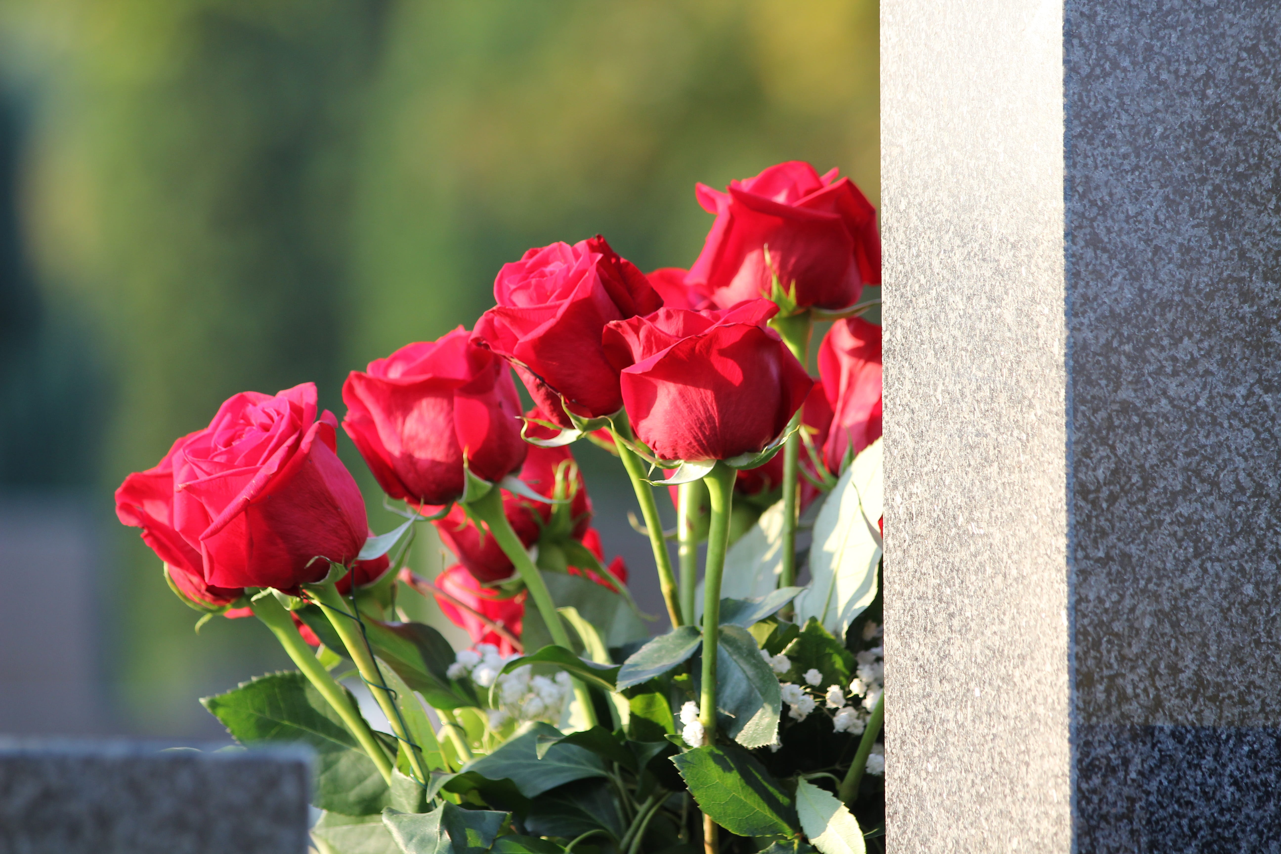 remembering, condolence, red roses bouquet, gravestone, petal, flower head, inflorescence, focus on foreground, 5K, flowering plant, plant, close-up, flower, HD Wallpaper