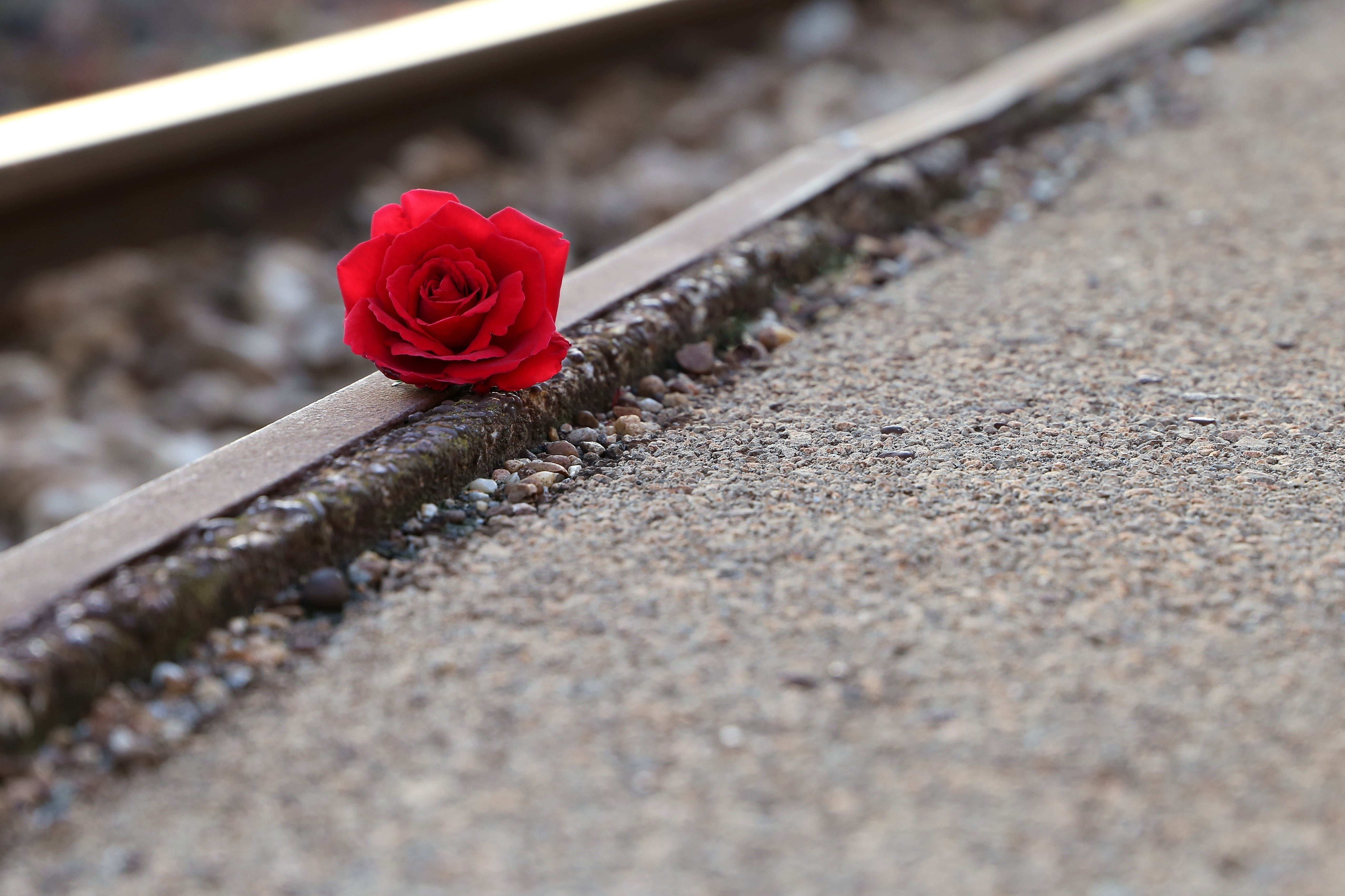 day, remembering all victims, loving memory, red, rose, you are not forgotten, humble, red rose near rail, condolence, flower head, 4K, flowering plant, HD Wallpaper