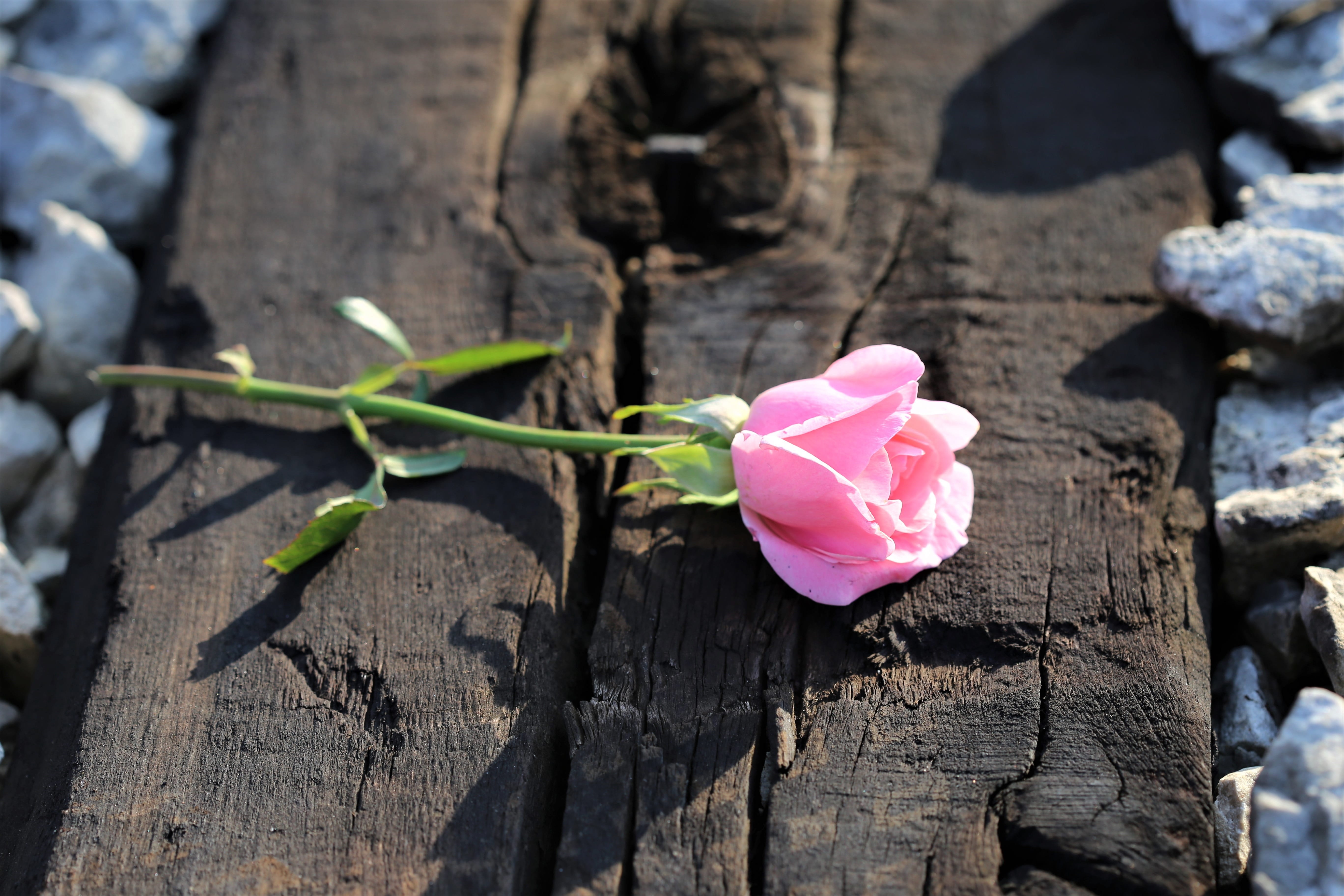 petal, vulnerability, flower head, floral, focus on foreground, controlled condition photo, rose, pink rose on railway, wood, natural, no people, flowering plant, HD Wallpaper
