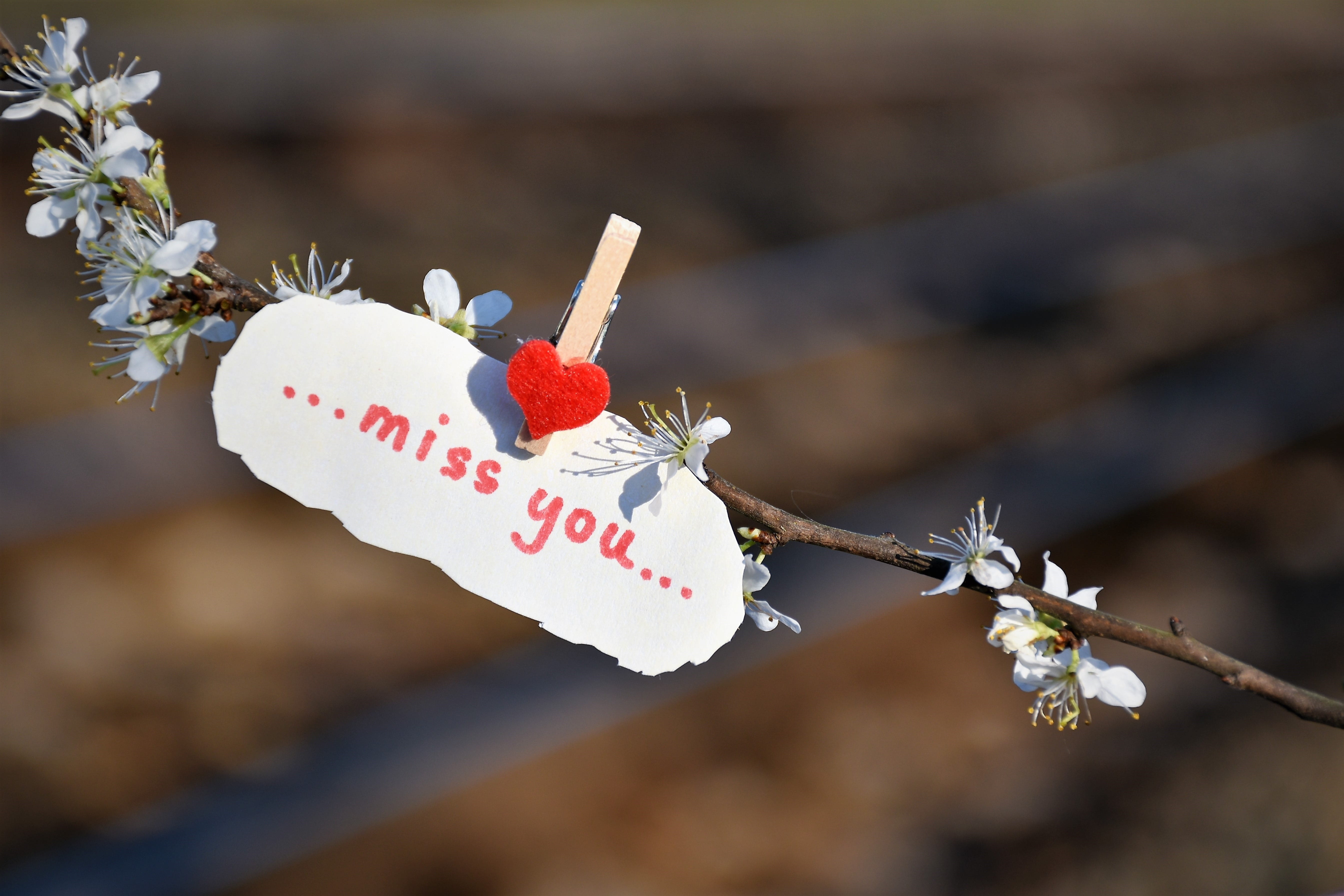 spring, focus on foreground, message, red heart, remembering, creativity, flowering plant, heart shape, decoration, tree, sunlight, missing, plant, outdoors, HD Wallpaper