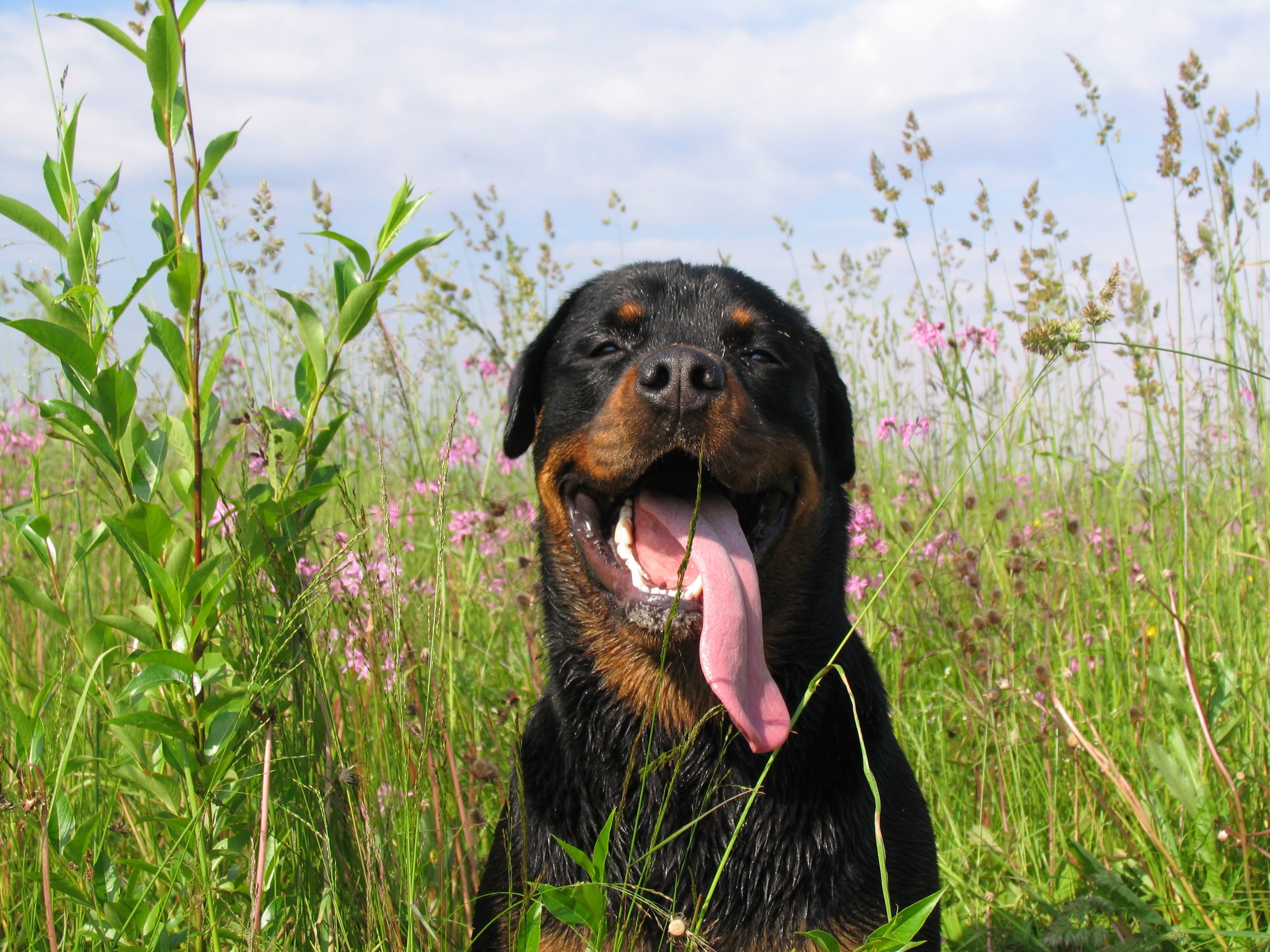 land, vertebrate, plant, no people, nature, domestic, growth, facial expression, field, one animal, dog, animal, animal head, domestic animals, love, mouth open, HD Wallpaper