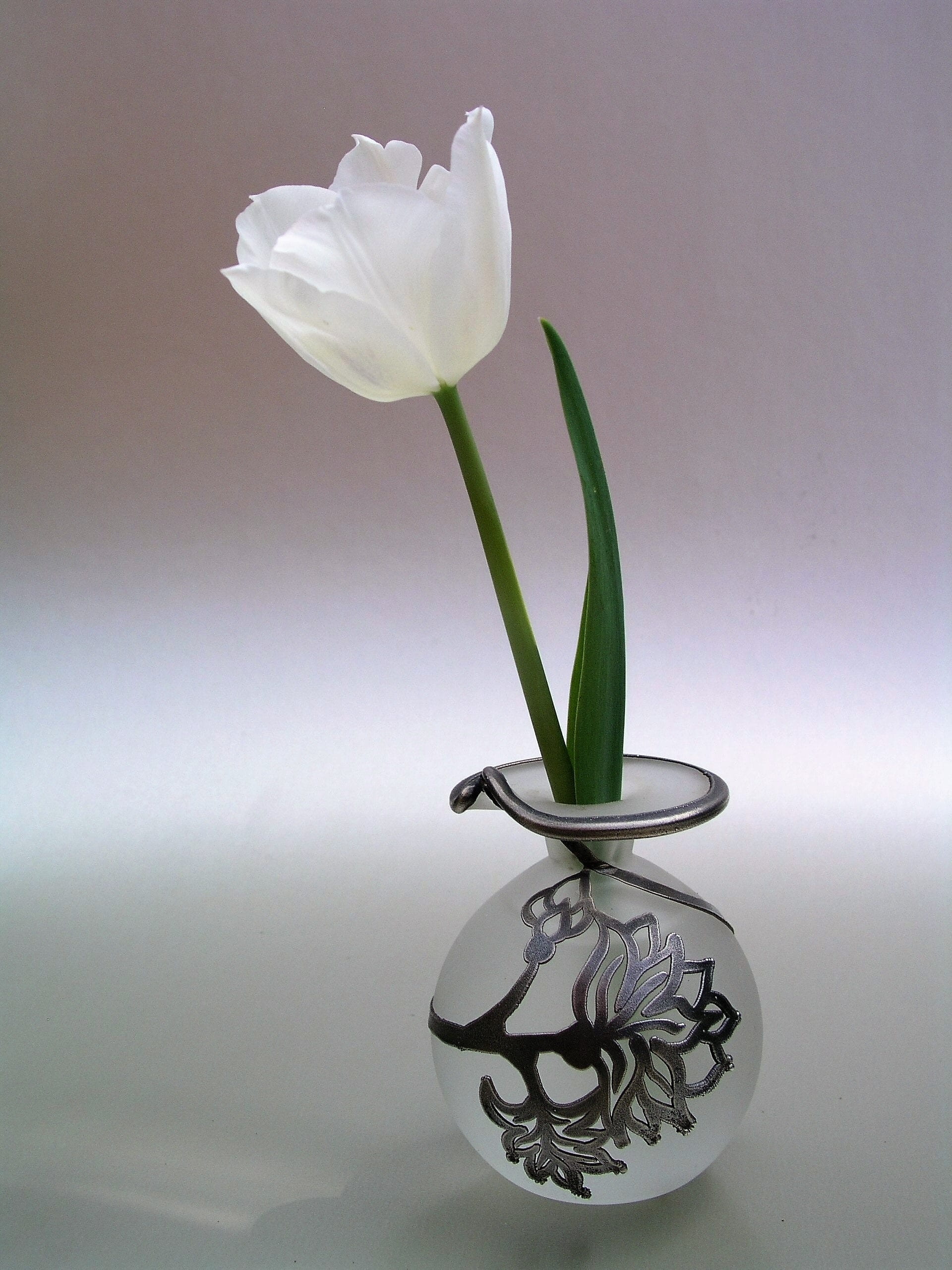 Tulip, flowering plant, leaf, focus, easter, photo, close-up, white color, white, no People, indoors, plant part, clear, vulnerability, selective, Flower, Phone HD Wallpaper