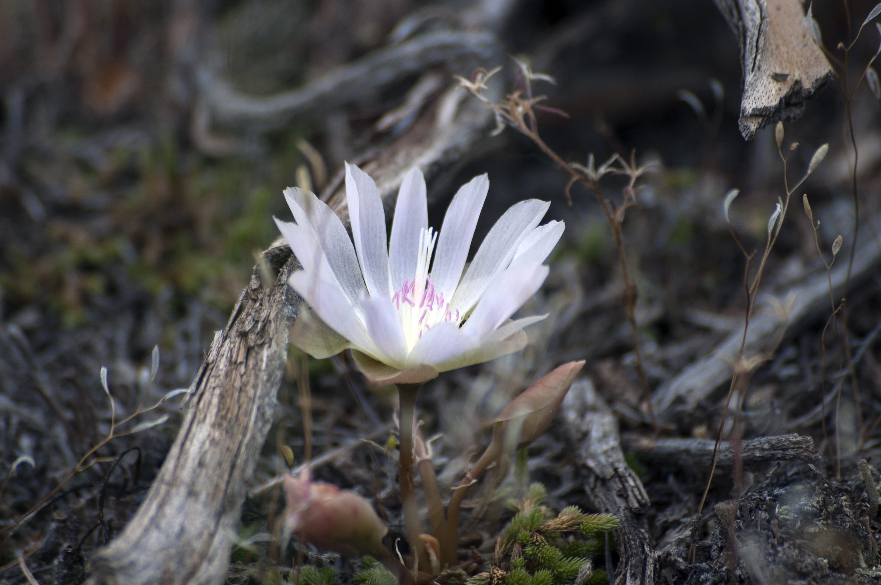 earth, conservation, serene, protection, flower head, ground, sustainability, growth, 2K, close-up, plant, no people, day, freshness, bitter root, purple, HD Wallpaper