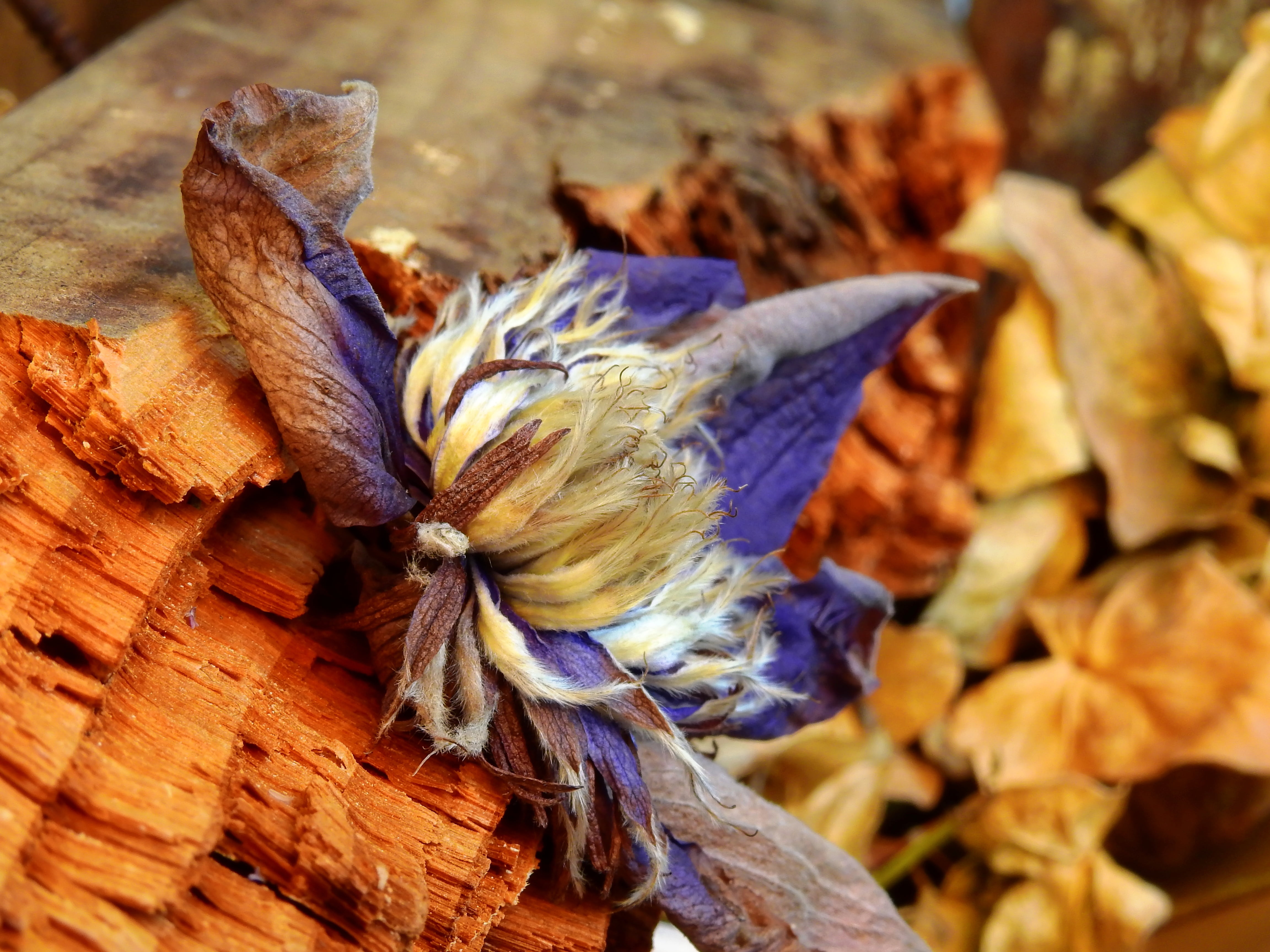 petal, autumn, wood, focus on foreground, bloom, ivy, mourning, close-up, background, nature, moder, flower, fragility, sympathy, high angle view, flower head, HD Wallpaper