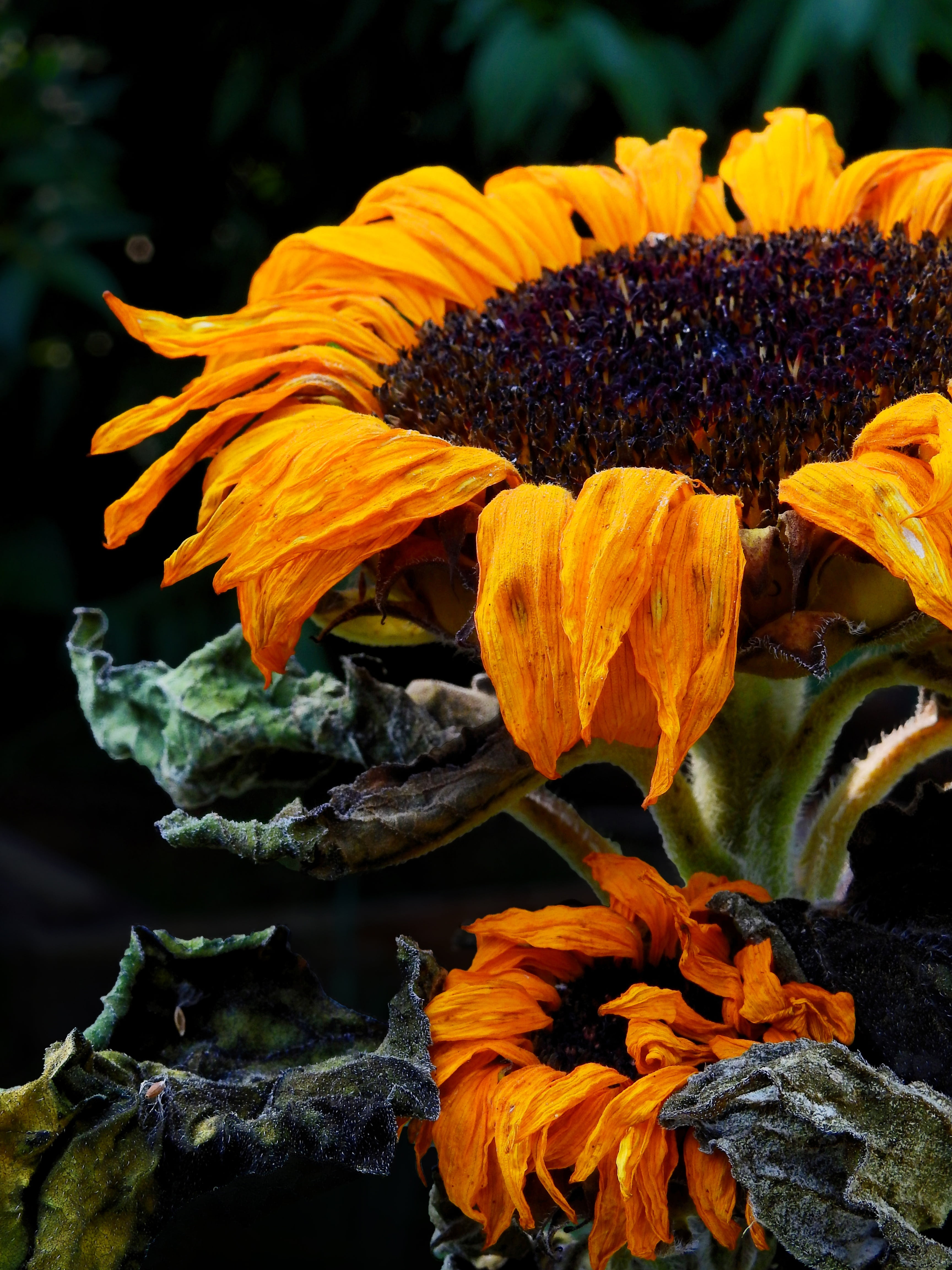 mourning, old, nature, plant, petal, wilted plant, no people, focus on foreground, freshness, transient, fragility, withered, sun flower, inflorescence, Phone HD Wallpaper