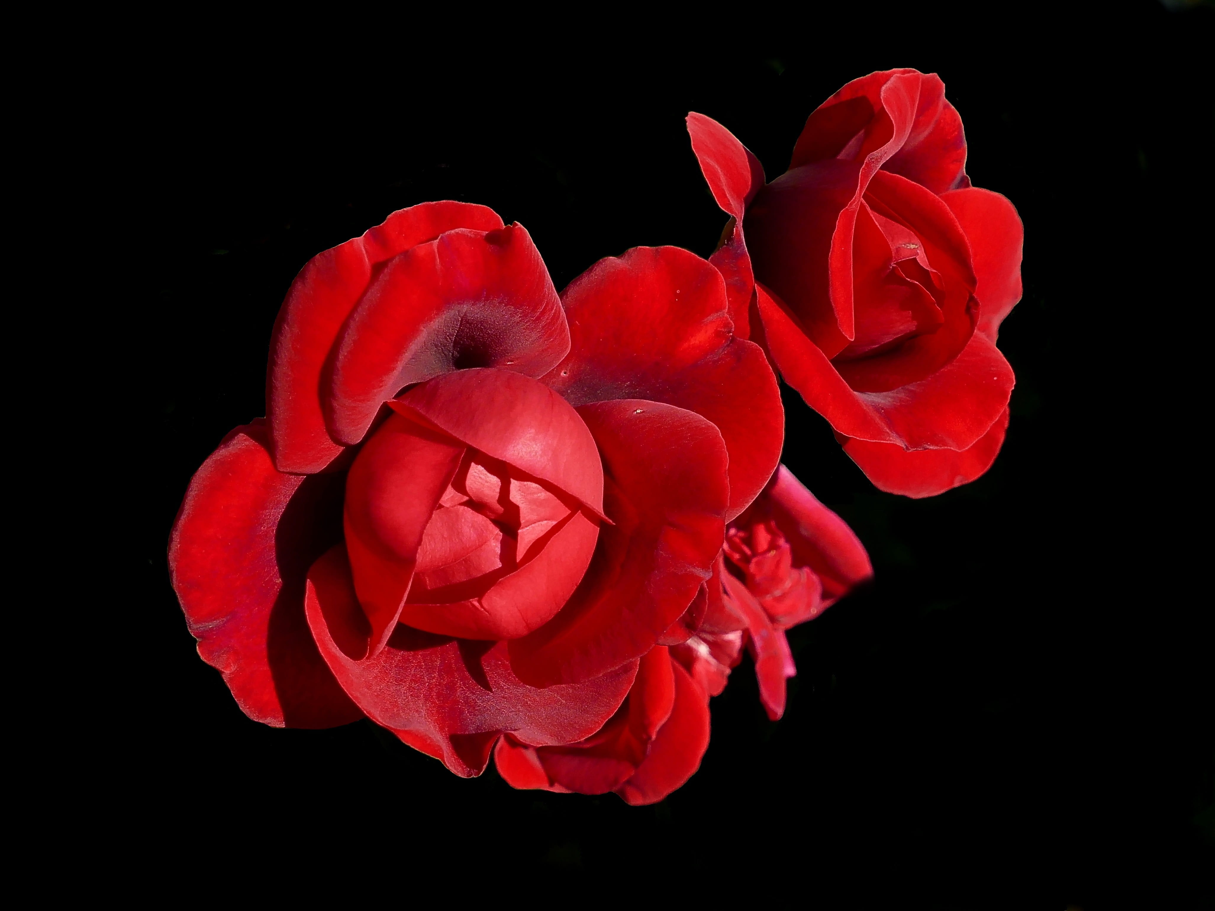 studio shot, beauty in nature, inflorescence, flower head, romantic, cut out, fragility, red, climbing rose, sympathy, blossom, vulnerability, petal, 4K, HD Wallpaper