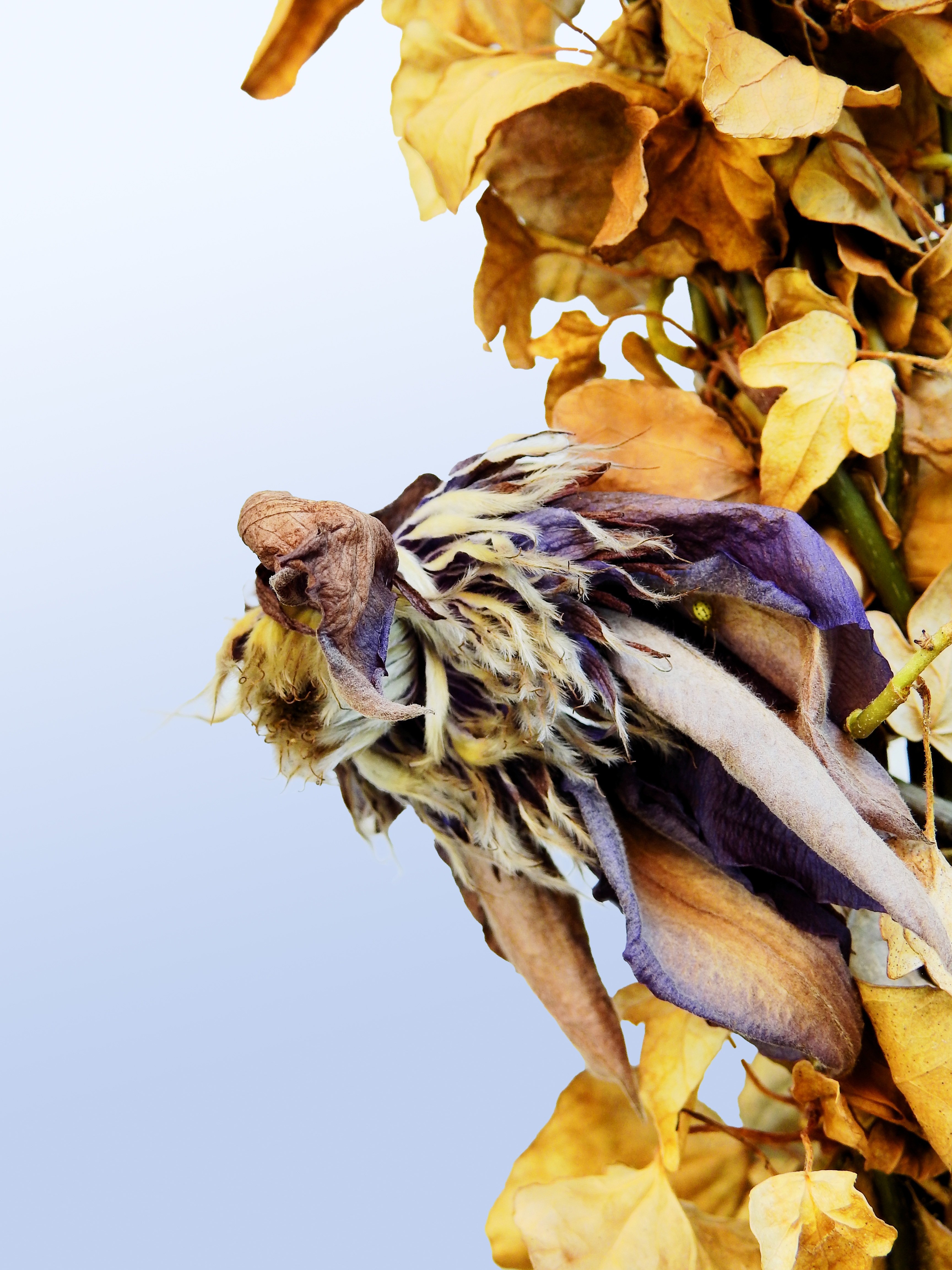 transient, day, bloom, vulnerability, autumn, close-up, outdoors, mourning, sky, one animal, mammal, animal, change, background, ivy, animal themes, sympathy, Phone HD Wallpaper