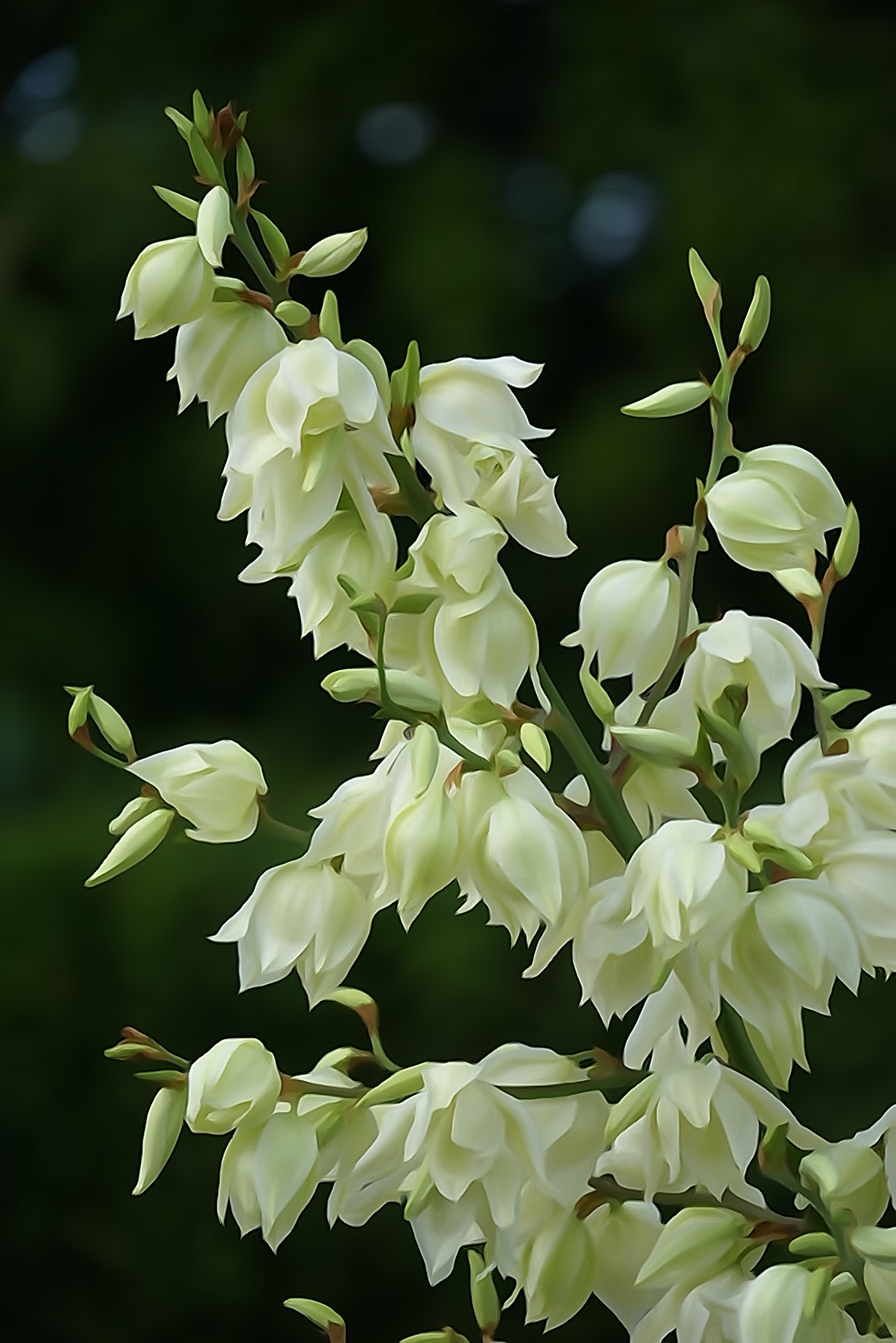 freshness, 5K, park, close-up, growth, day, art, creative, gift, white flowers, vulnerability, painting, focus on foreground, garden, sympathy, birthday, Phone HD Wallpaper