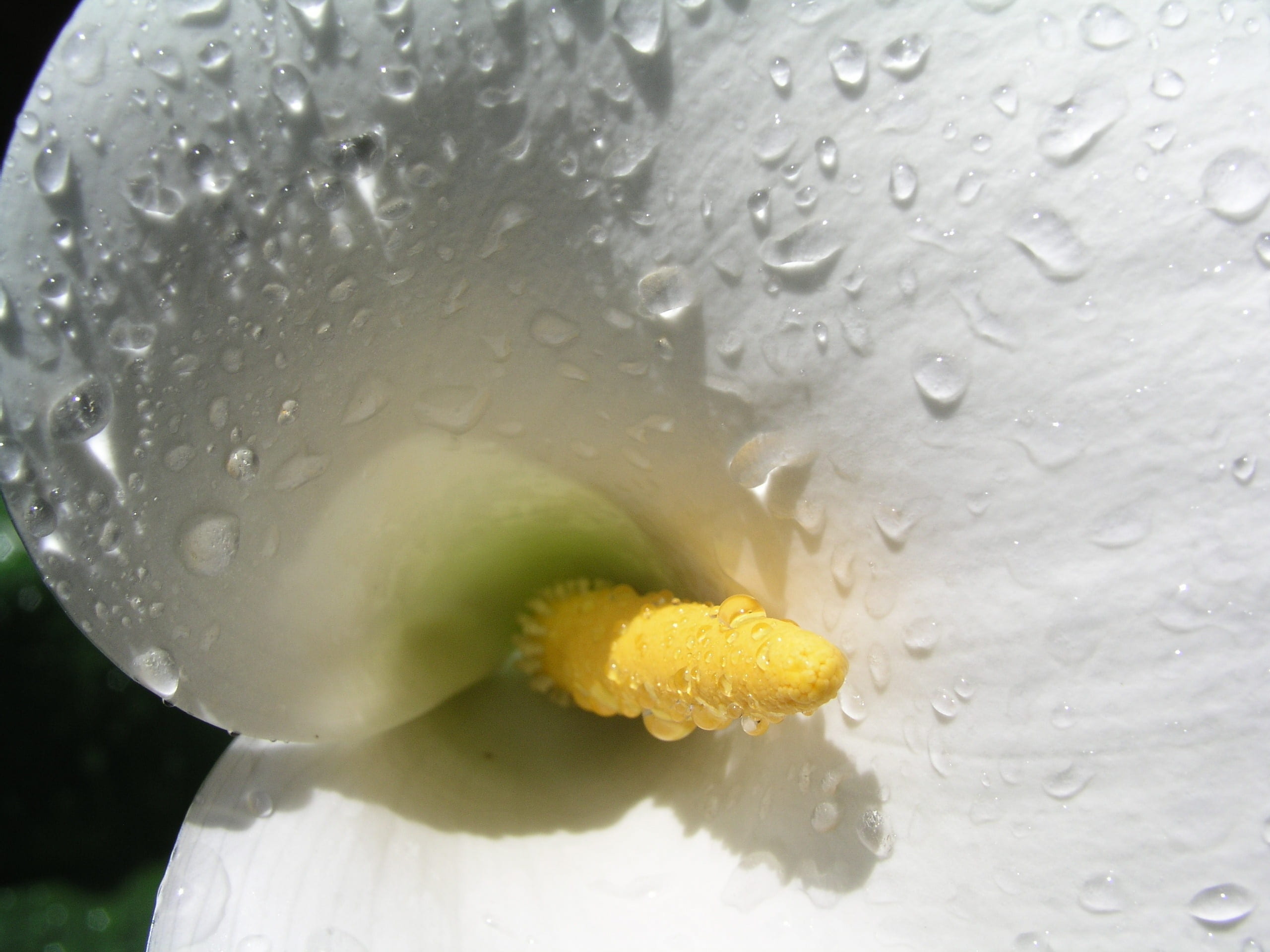 bubble, glass, purity, freshness, no people, drop, food and drink, plant, 2K, wet, citrus fruit, flowering plant, refreshment, sympathy, white, water, HD Wallpaper