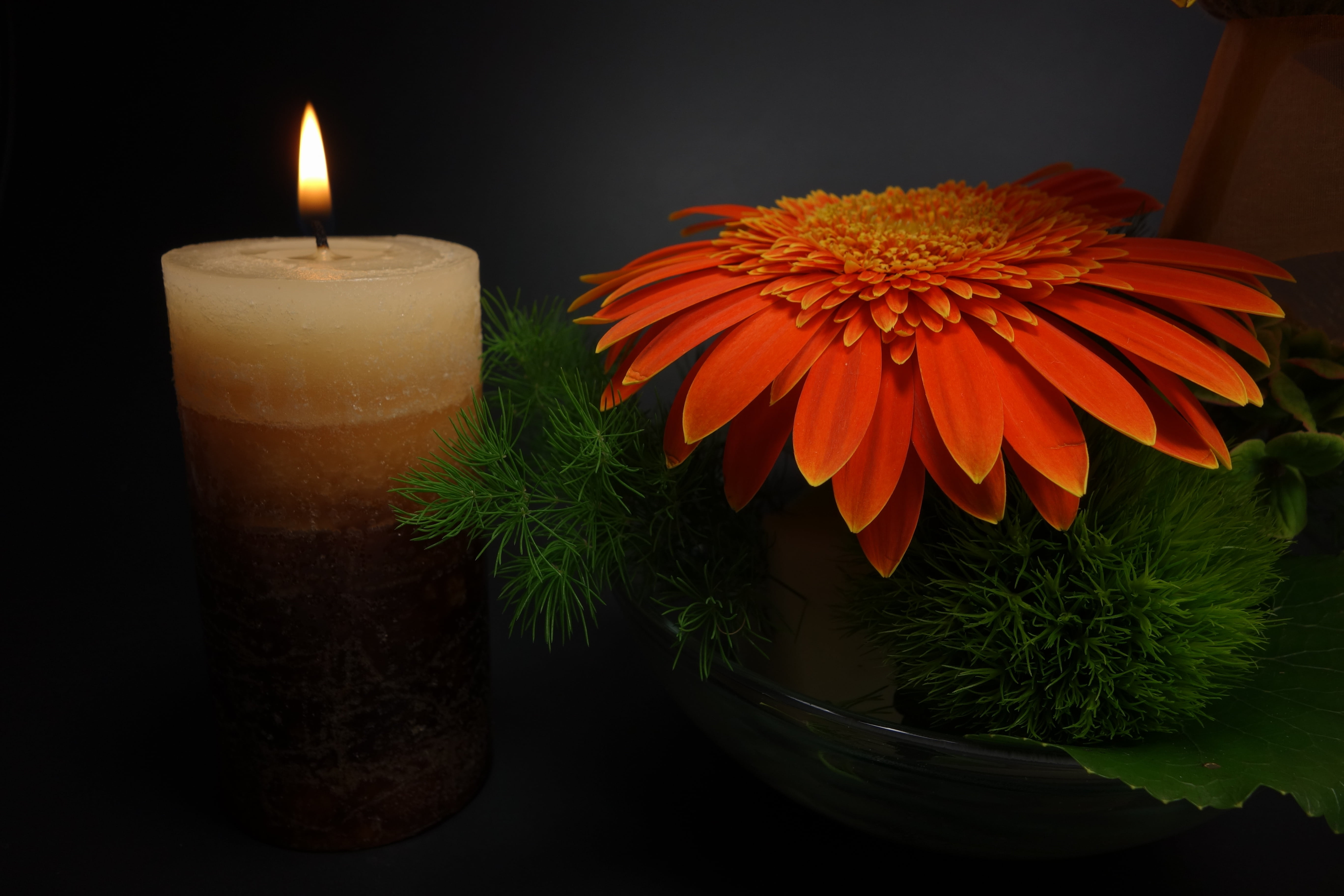 nature, low, death, petal, orange color, freshness, plant, close-up, light, selective, burning, petaled, mourning, 5K, flower head, black, focus, flowering plant, HD Wallpaper
