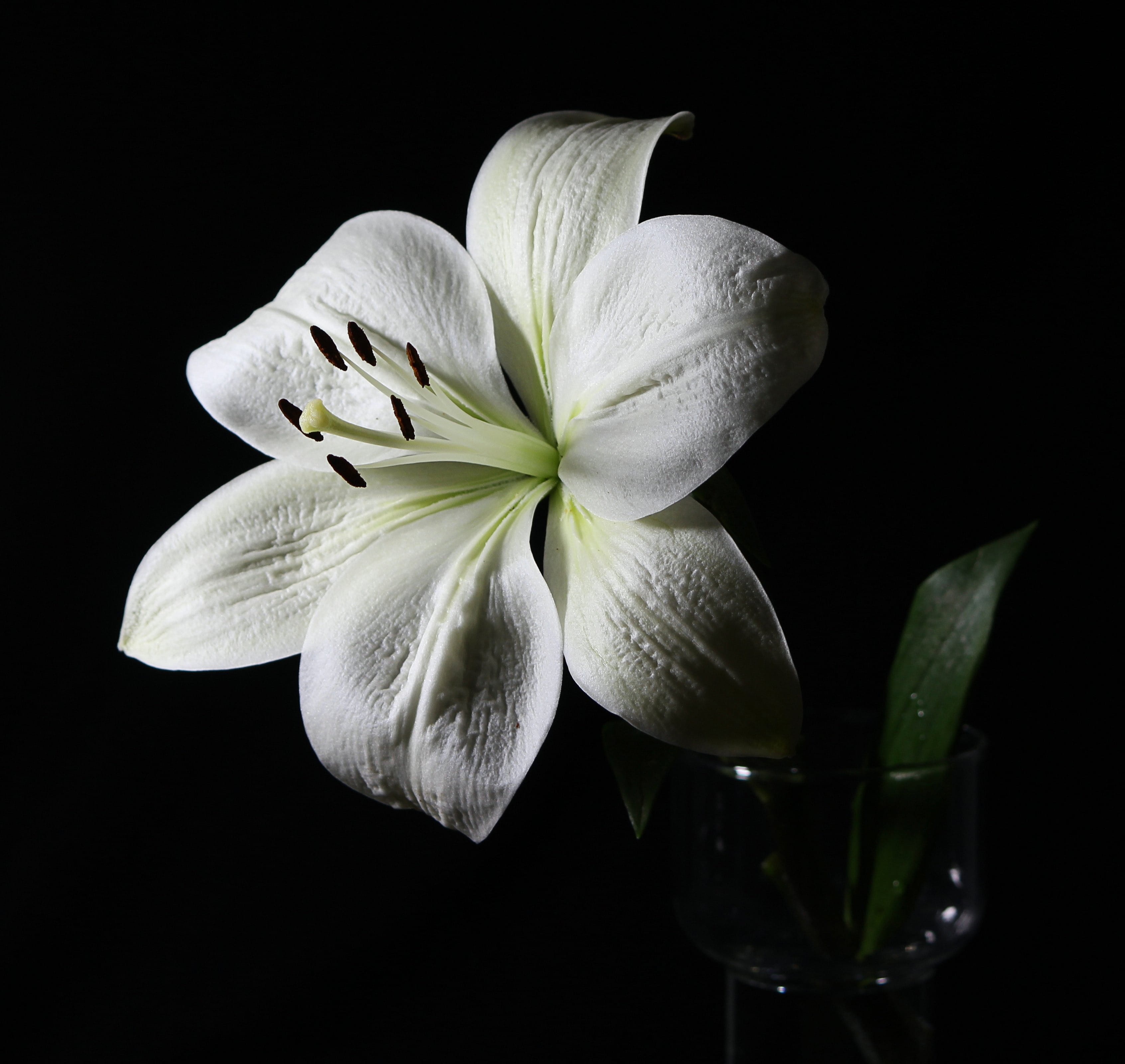 food and drink, plant part, close-up, nature, tem, black background, no people, botanical, fragility, white, purity, horticulture, background, s, environment, HD Wallpaper