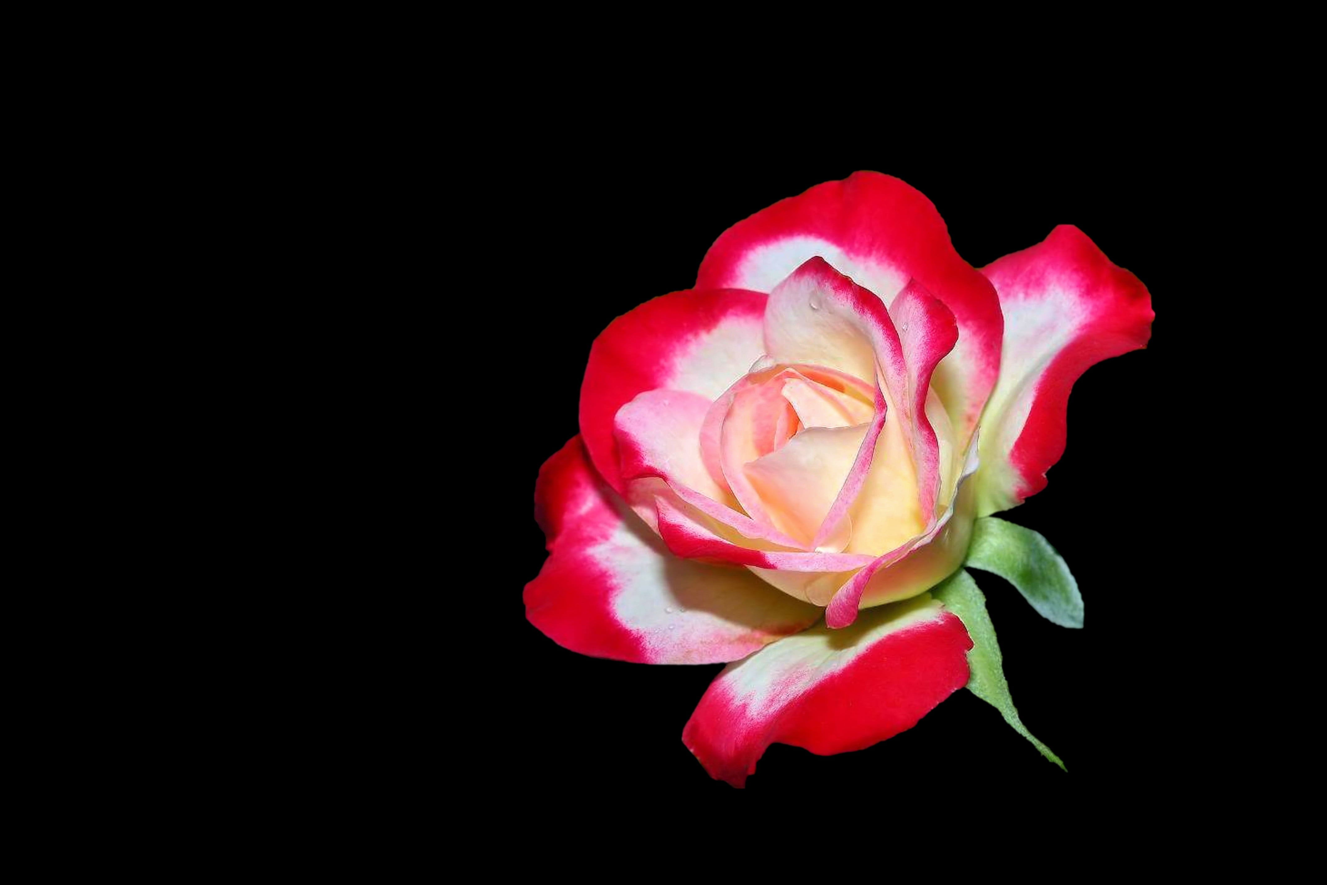 beauty in nature, petal, studio shot, fragility, vulnerability, flowers, blossom, black background, copy space, pink color, flower head, red white, freshness, HD Wallpaper
