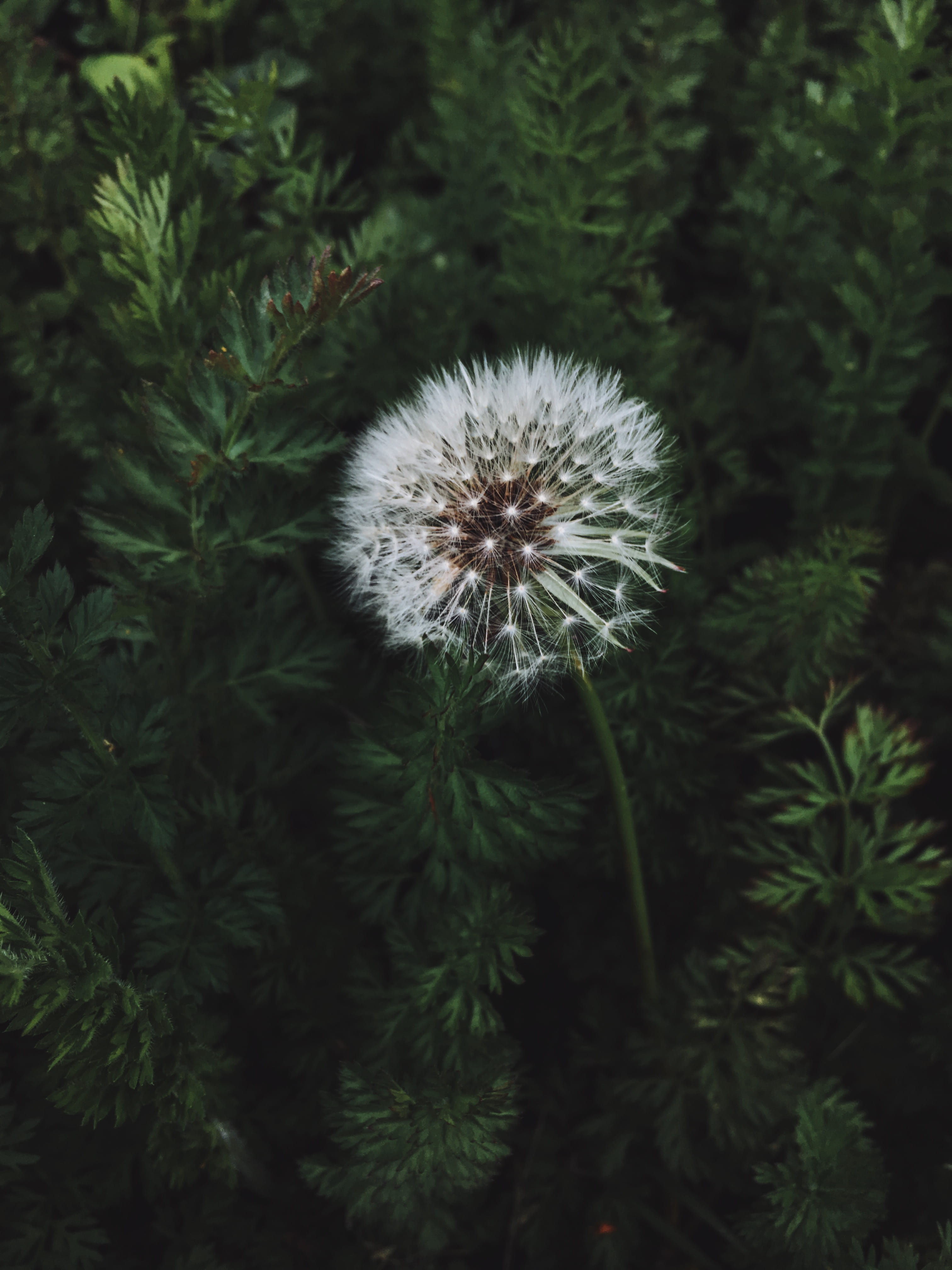 green color, white, flowering plant, tranquility, outdoors, nature, no people, inflorescence, close-up, freshness, softness, vulnerability, contains, dandelion, Phone HD Wallpaper