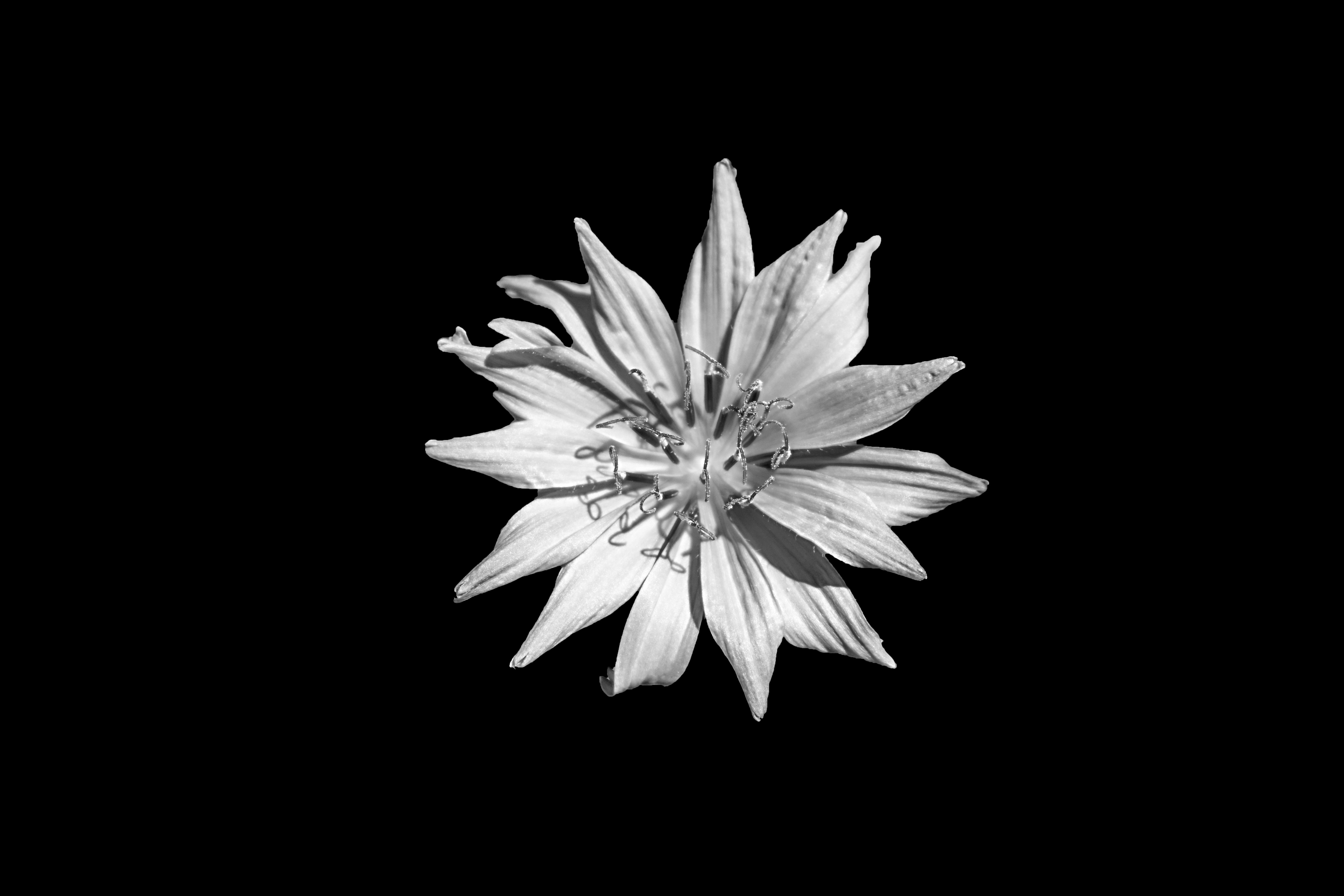 black, vulnerability, blue, black and white, plant, flowering plant, nature, pollen, growth, background, flower, inflorescence, 5K, cornflower, close-up, HD Wallpaper