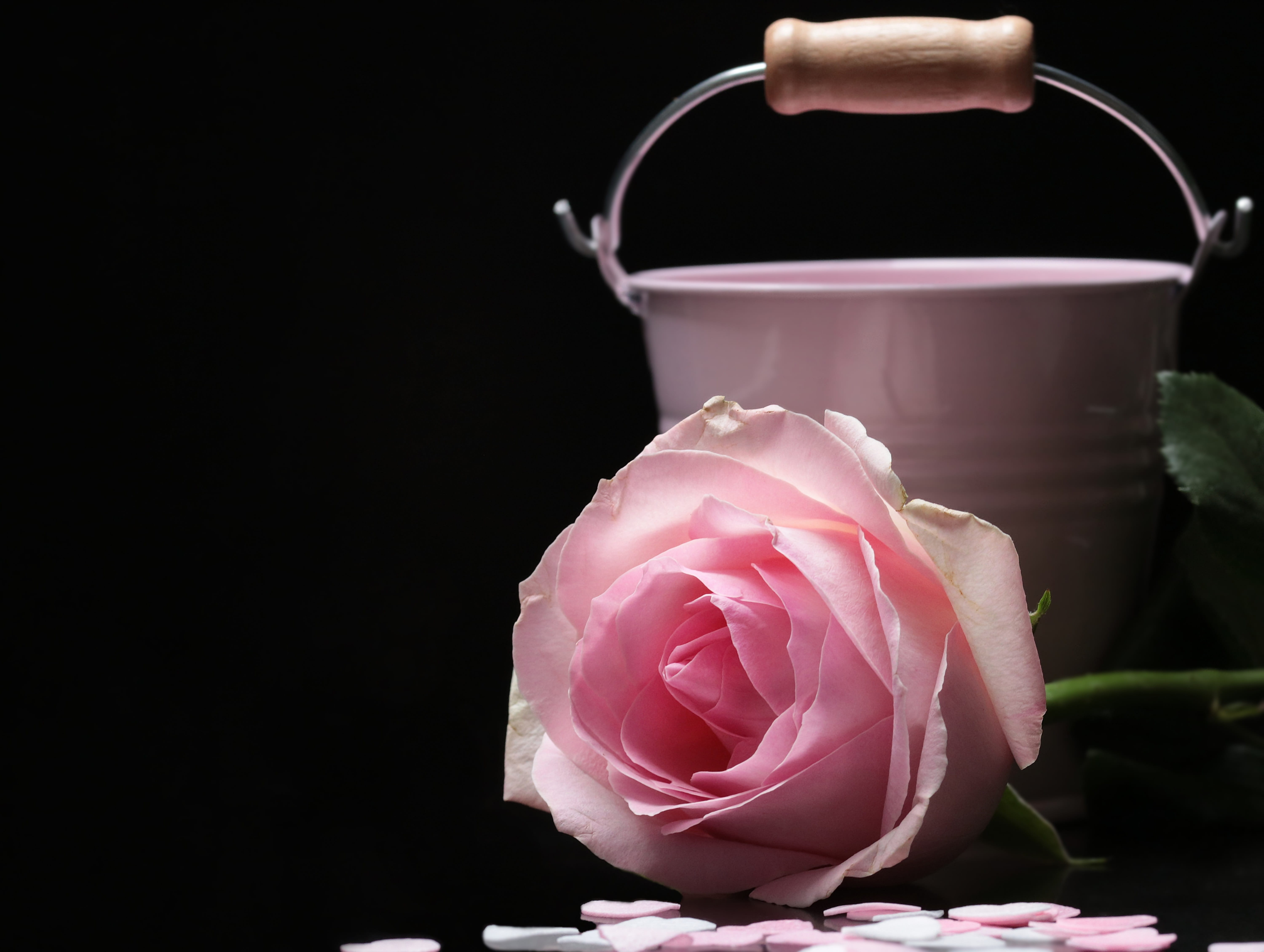 fragility, no people, inflorescence, indoors, pink rose, flowering plant, petal, blooming rose, bloom, steel, rose - Flower, concerns, greeting card, floral greeting, HD Wallpaper