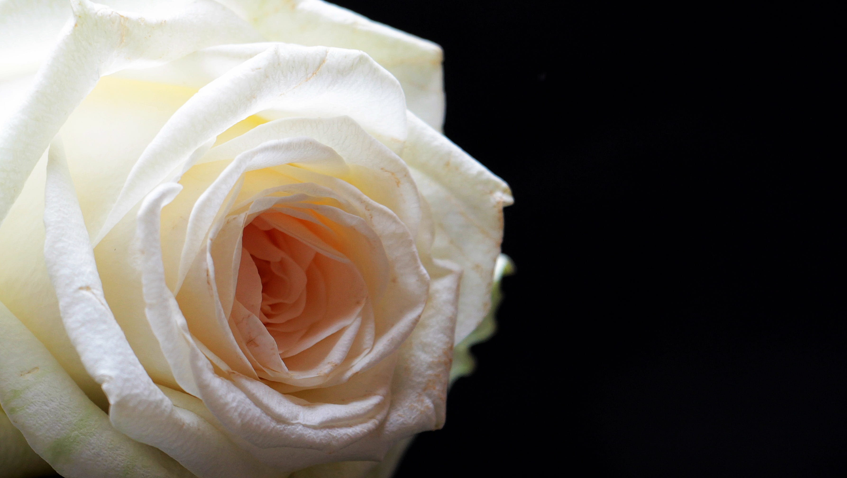 floral greeting, copy space, meditation, beauty in nature, bloom, studio shot, emotion, rose, greeting card, love, bud, plant, inflorescence, close-up, HD Wallpaper