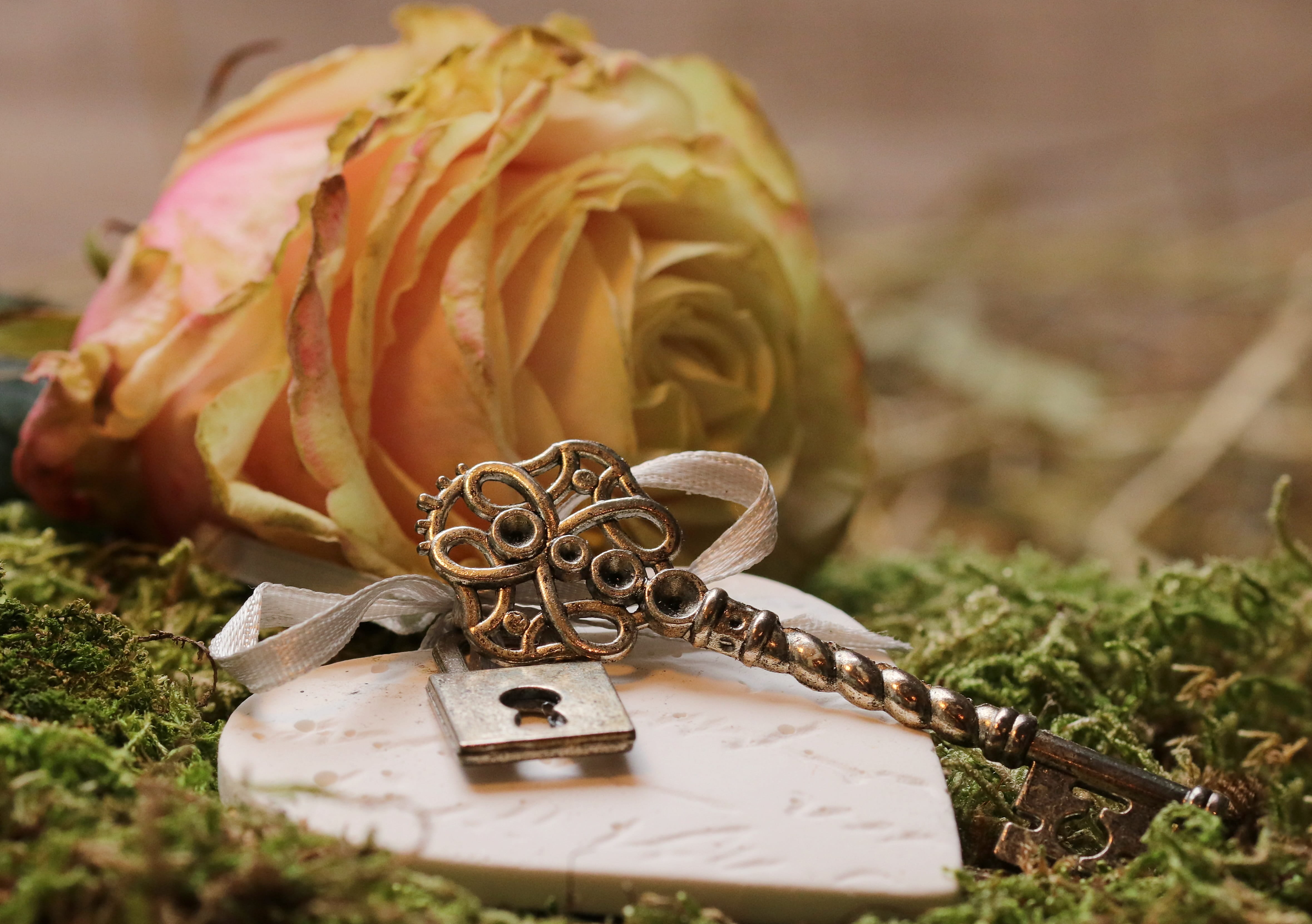 valentines day, close-up, ring, romantic, padlock, wedding ring, blossom, valentine, beauty, tender, flowering plant, white rose, outdoors, rose on straw, HD Wallpaper