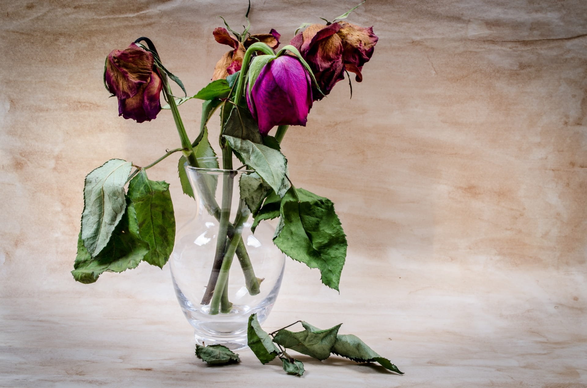 love, dying, arrangement, object, growth, rose - flower, leaf, autumn, indoors, purple, wilted plant, floral, wither, 1080P, rose, glass, dead, bright, HD Wallpaper