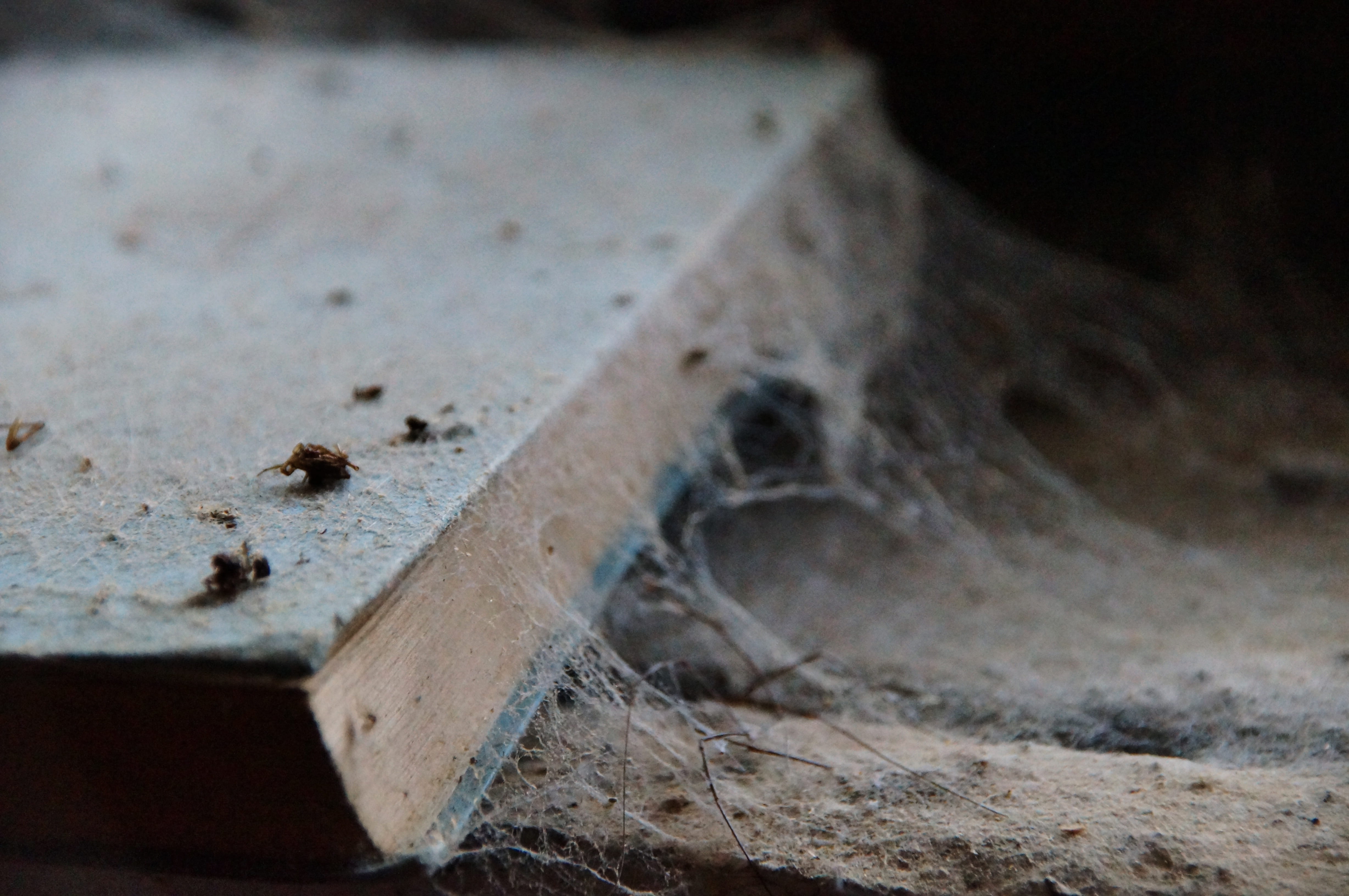 dead, age ham, gloomy, cocooned, lonely, architecture, run-down, browse, spider, close, focus on foreground, break up, metal, miss, silent, sadness, forget, HD Wallpaper