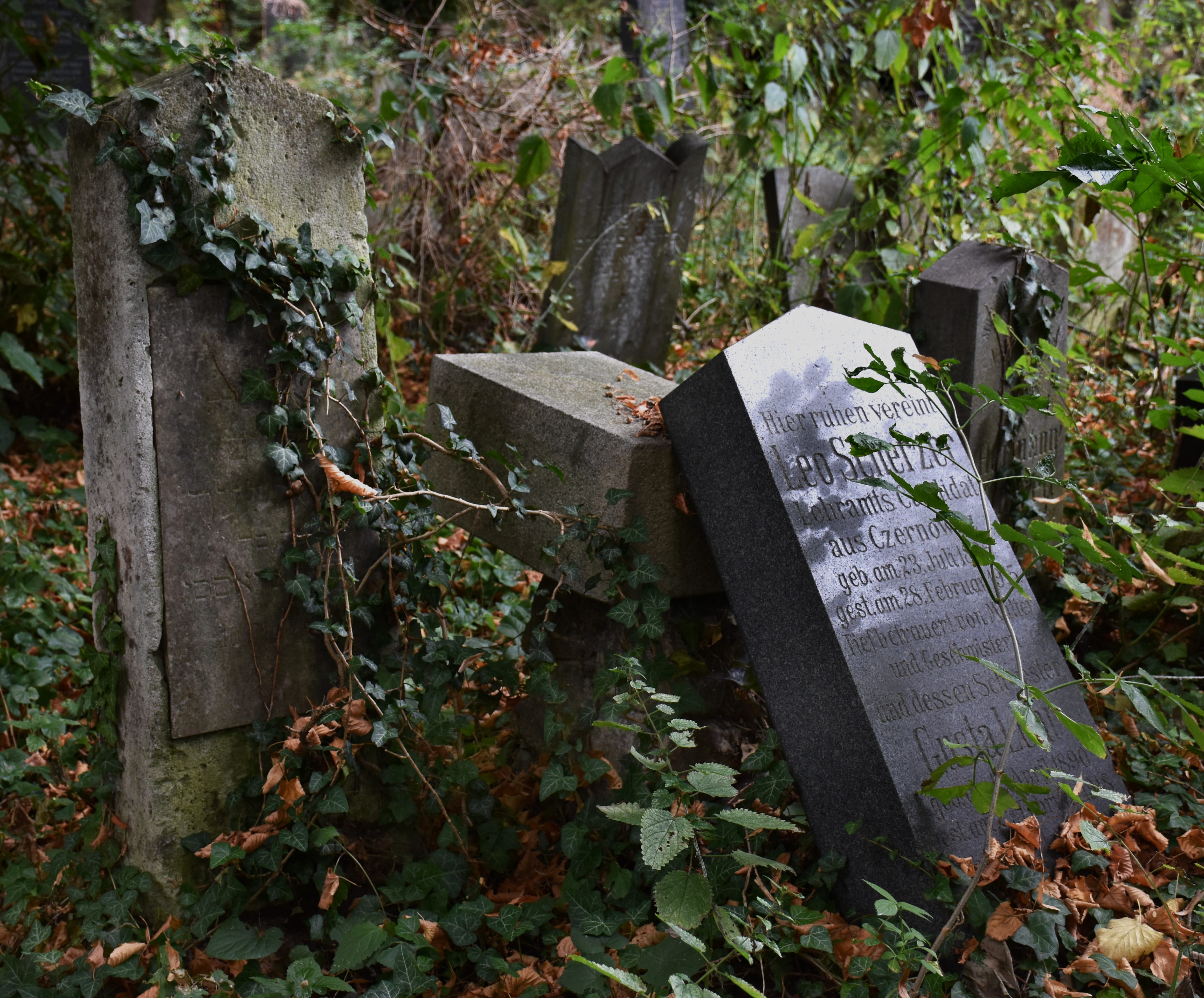 wild, enchanted, sad, gray, daytime, weird, covered, plants, overturned, plant part, day, old cemetery, concrete, communication, memorial, land, 4K, stone, HD Wallpaper