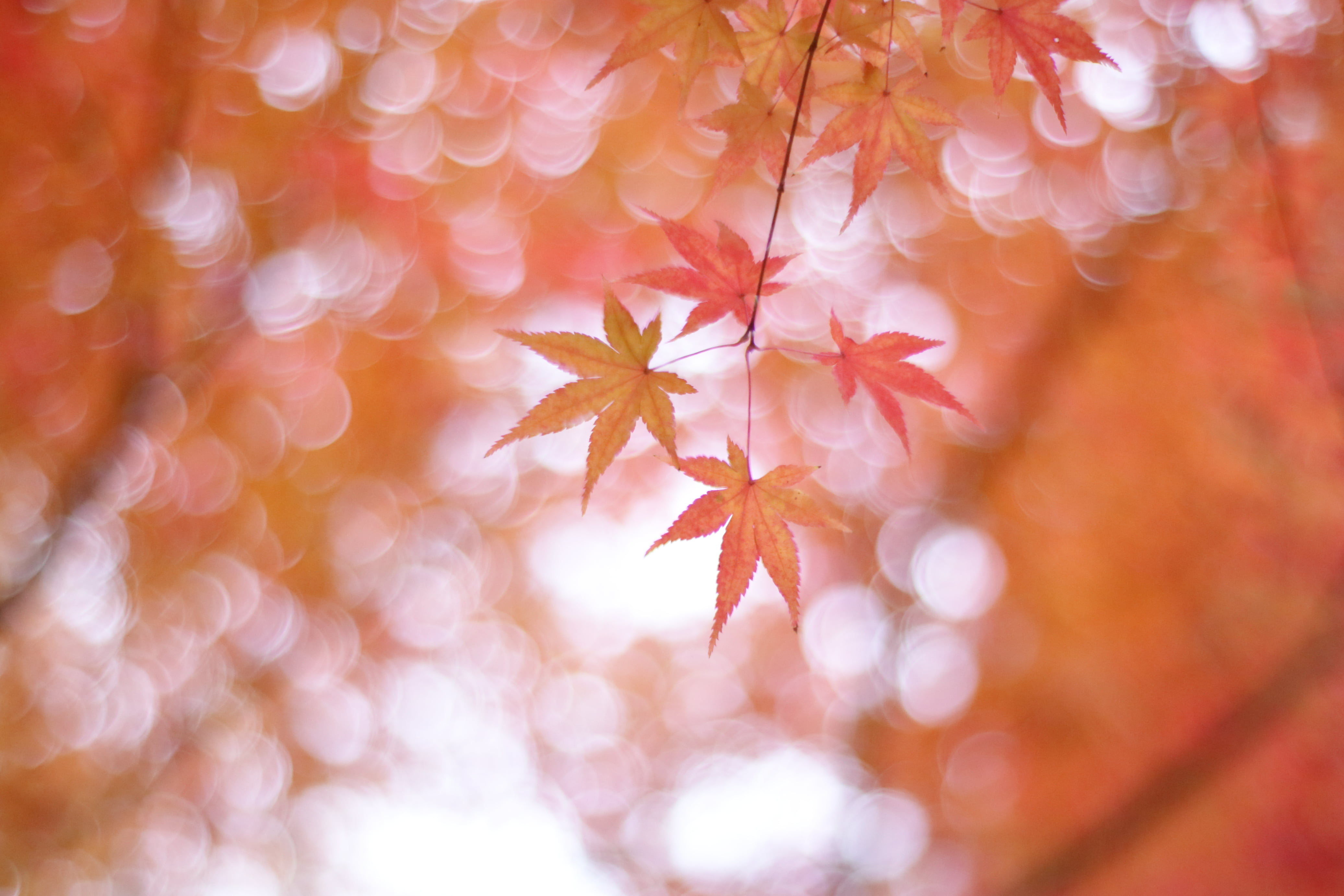 pastel, nature, red, plant, momiji, season, backgrounds, Maple leaves, sparkle, yellow, Maple leaf, autumn, defocused, leaf, forest, tree, ze, Japan, maple, HD Wallpaper