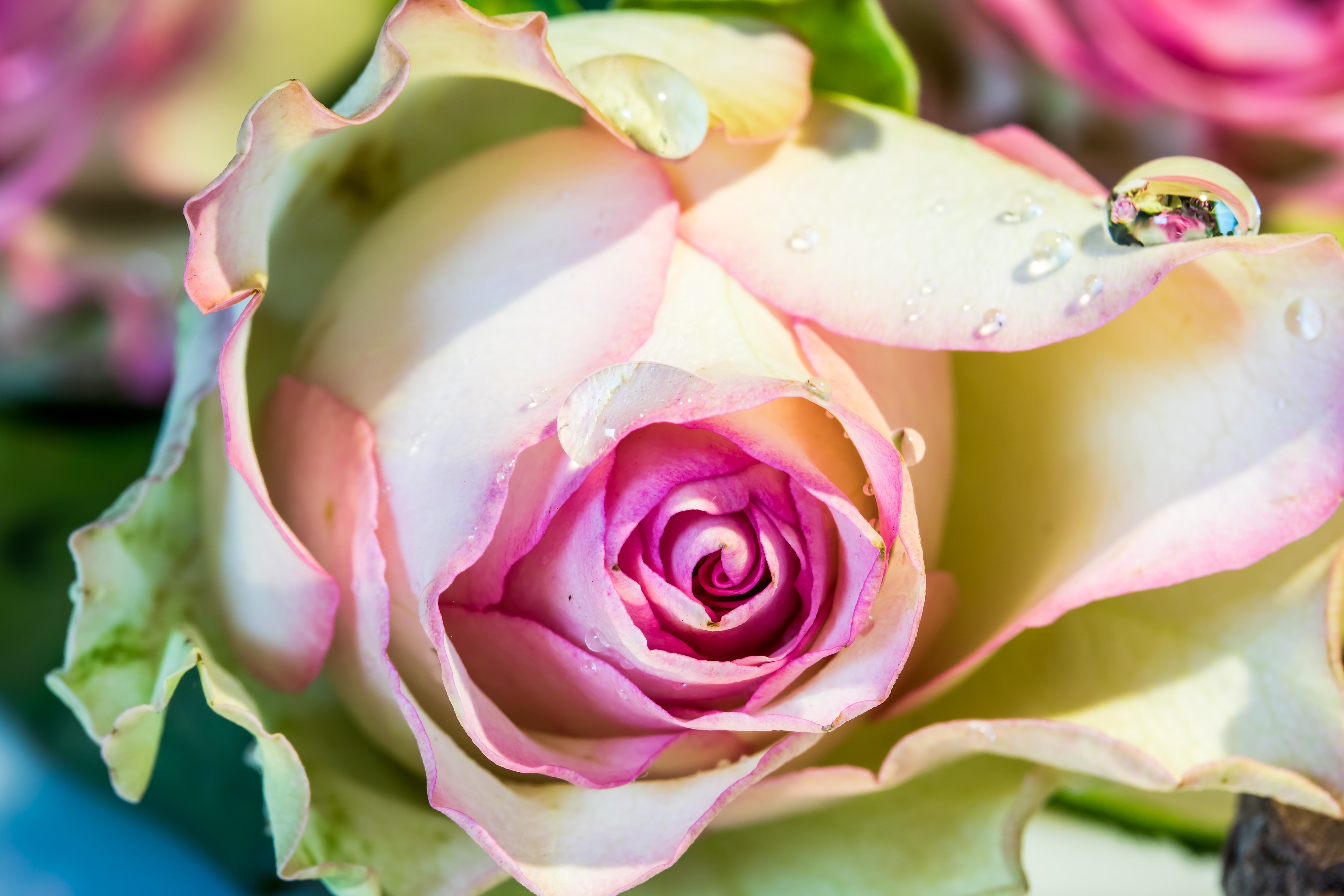 plant part, noble rose, no people, nature, flower arrangement, beauty in nature, drop of water, 5K, rose - flower, freshness, drip, purple, pink and white, HD Wallpaper