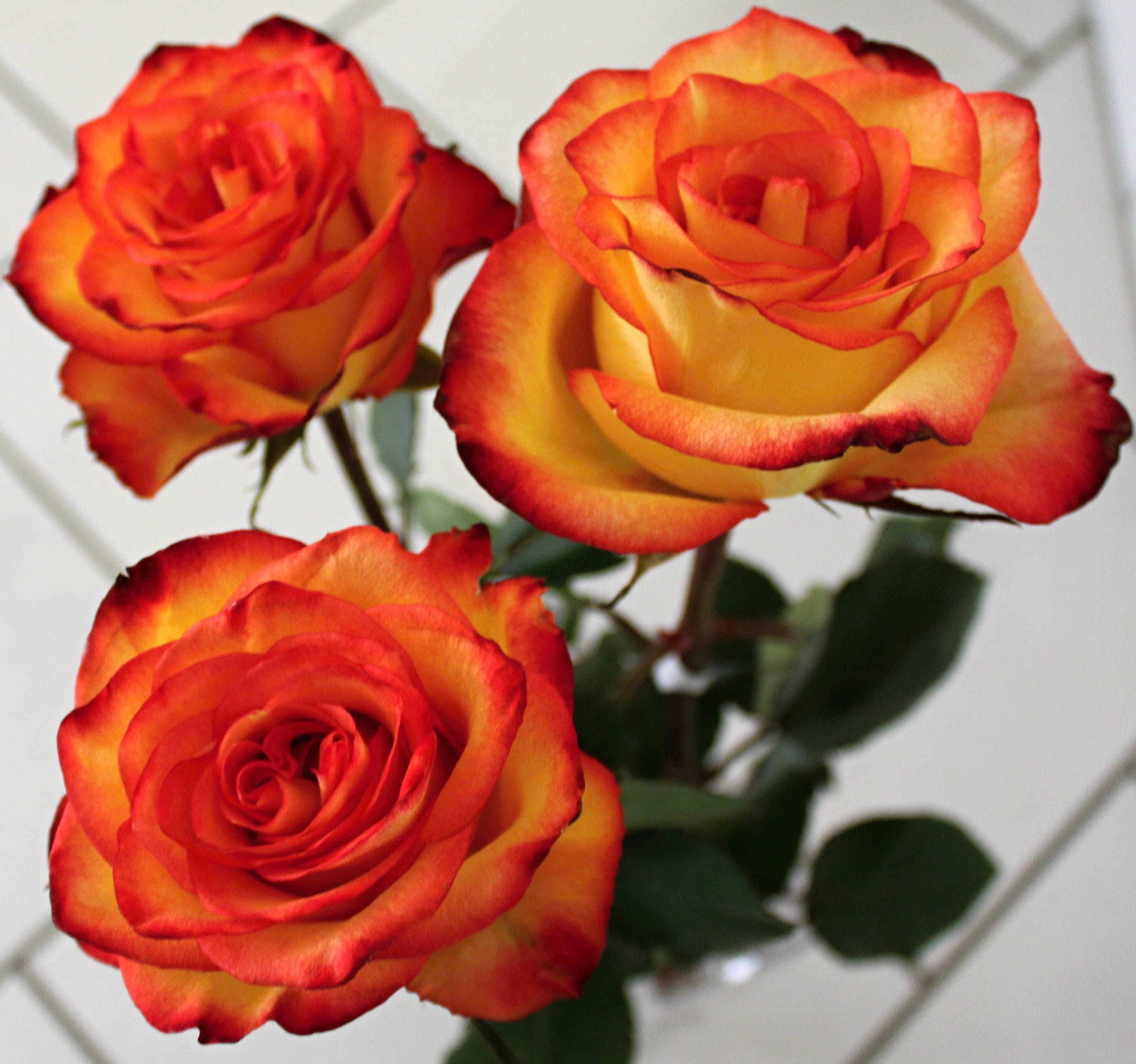 garden, bouquet of flowers, close up, 2K, bouquet, rose, bunch of flowers, nature, orange, freshness, fragility, love, petal, indoors, inflorescence, beauty in nature, HD Wallpaper