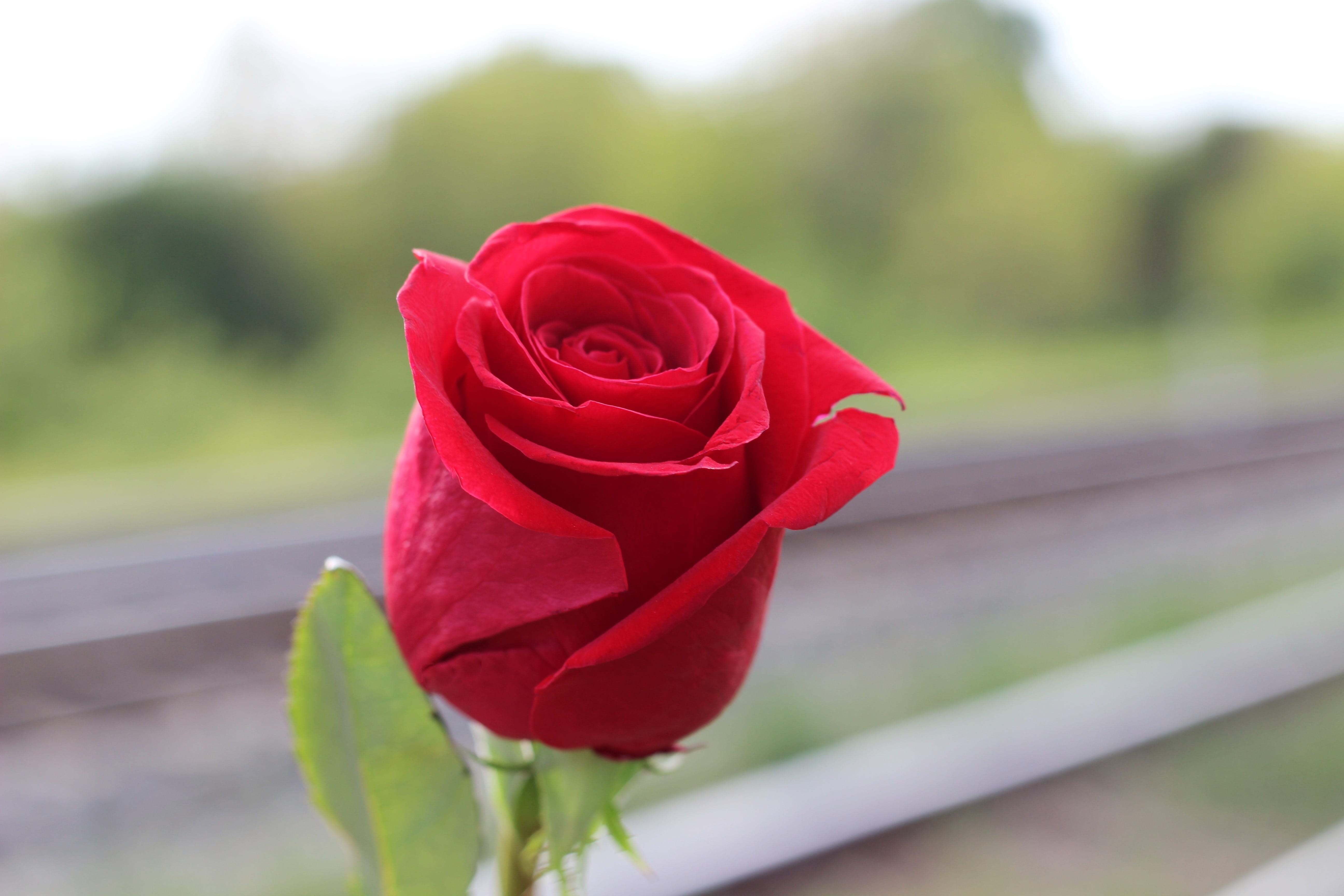 sadness, rose - Flower, freshness, growth, give a helping hand, red, stop suicide, railway, petal, rose, valentines Day - Holiday, flowering plant, closeup, HD Wallpaper
