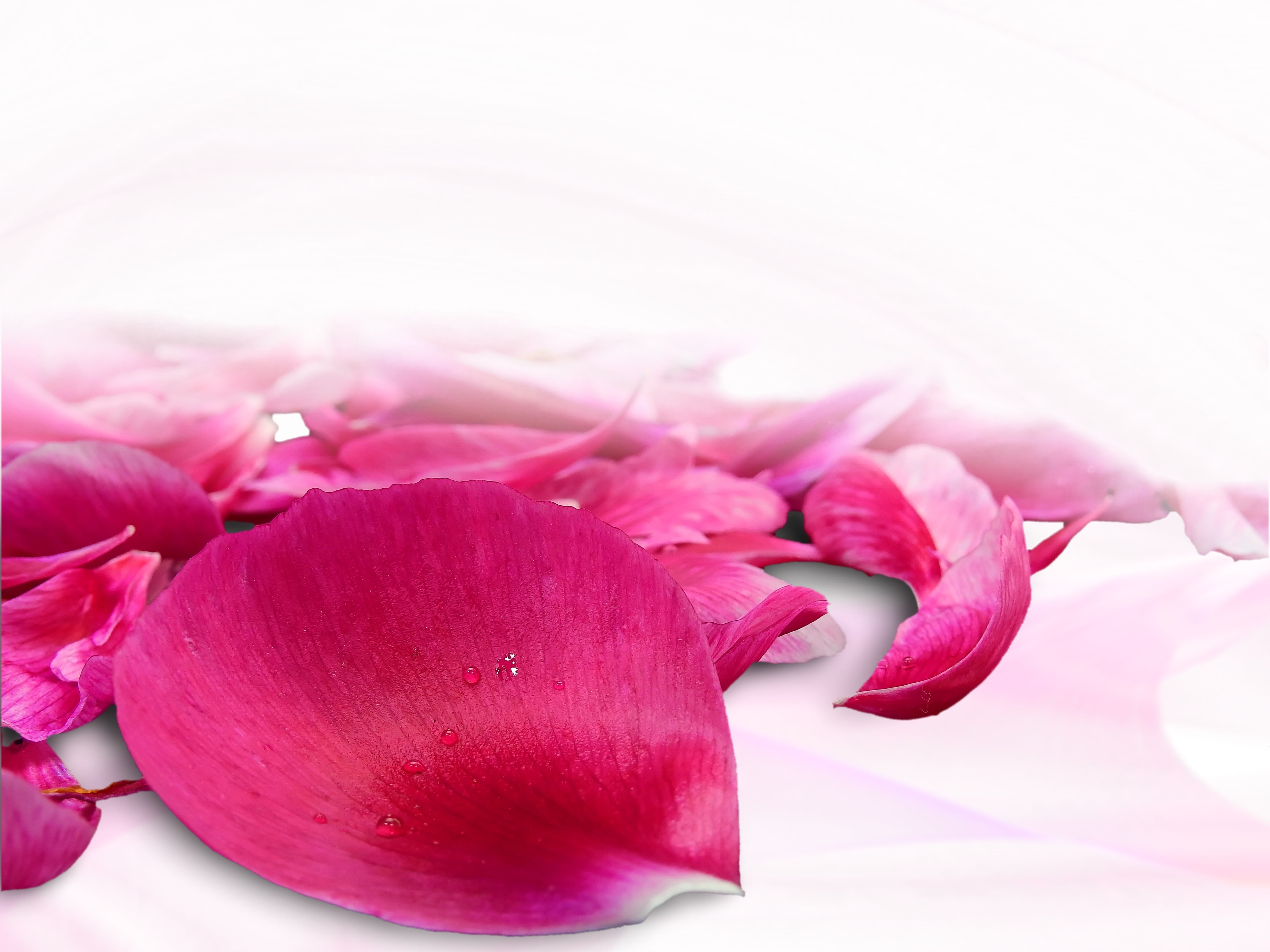 freshness, fragility, studio shot, flowering plant, close, blossom, flower Head, mothers day, petals, indoors, inflorescence, rose, growth, valentines day, HD Wallpaper