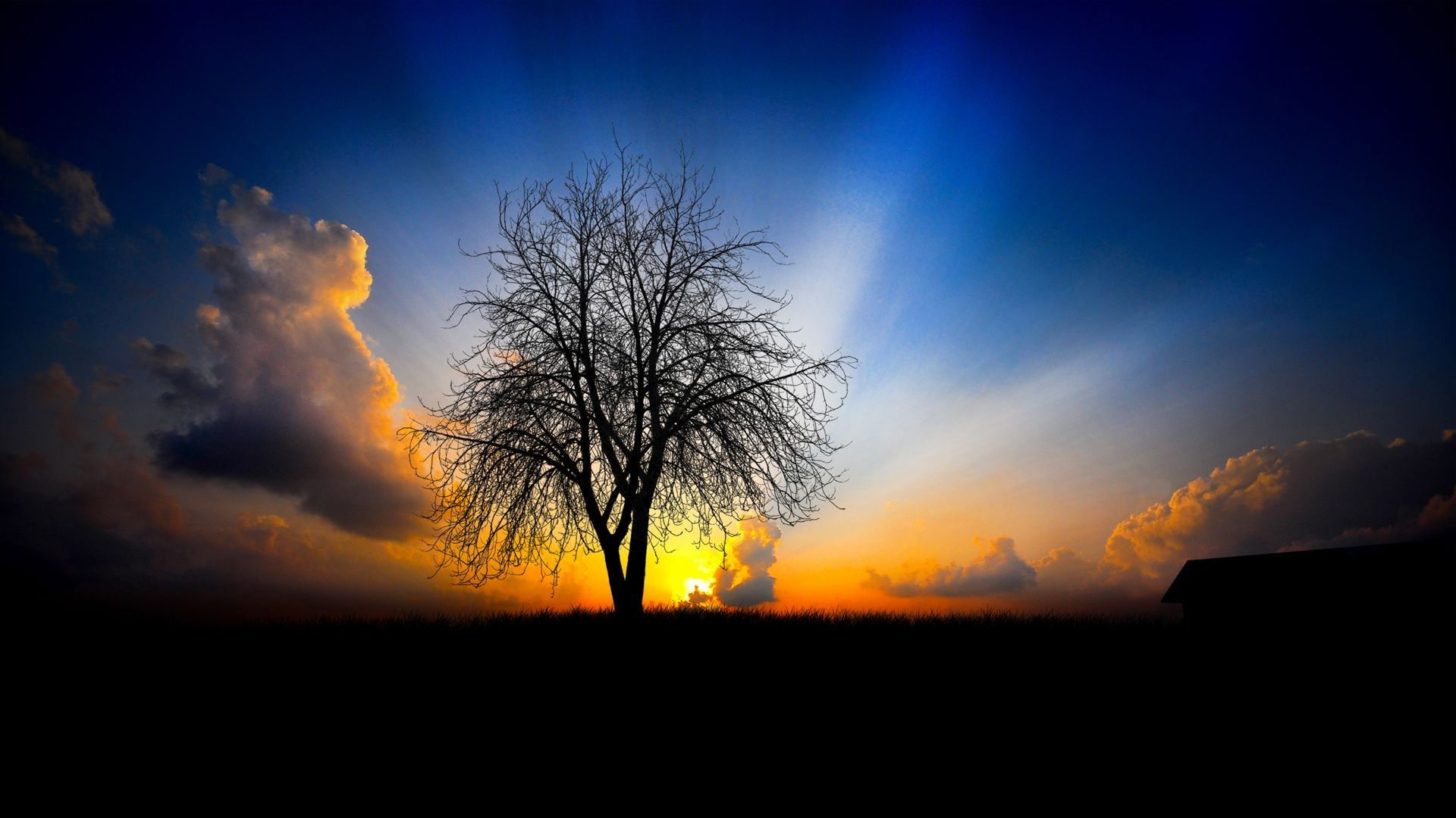 sky, Sun, blue, 1080P, branch, nature, trees, gold, clouds, black, shadow, sunset, HD Wallpaper