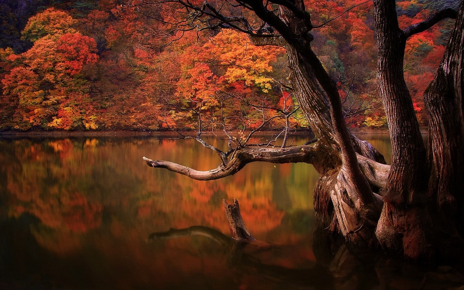 growth, lake, autumn collection, no people, tree, forest, trunk, change, lake fall forest dead trees reflection nature south korea landscape colorful trees water sad sadness, HD Wallpaper