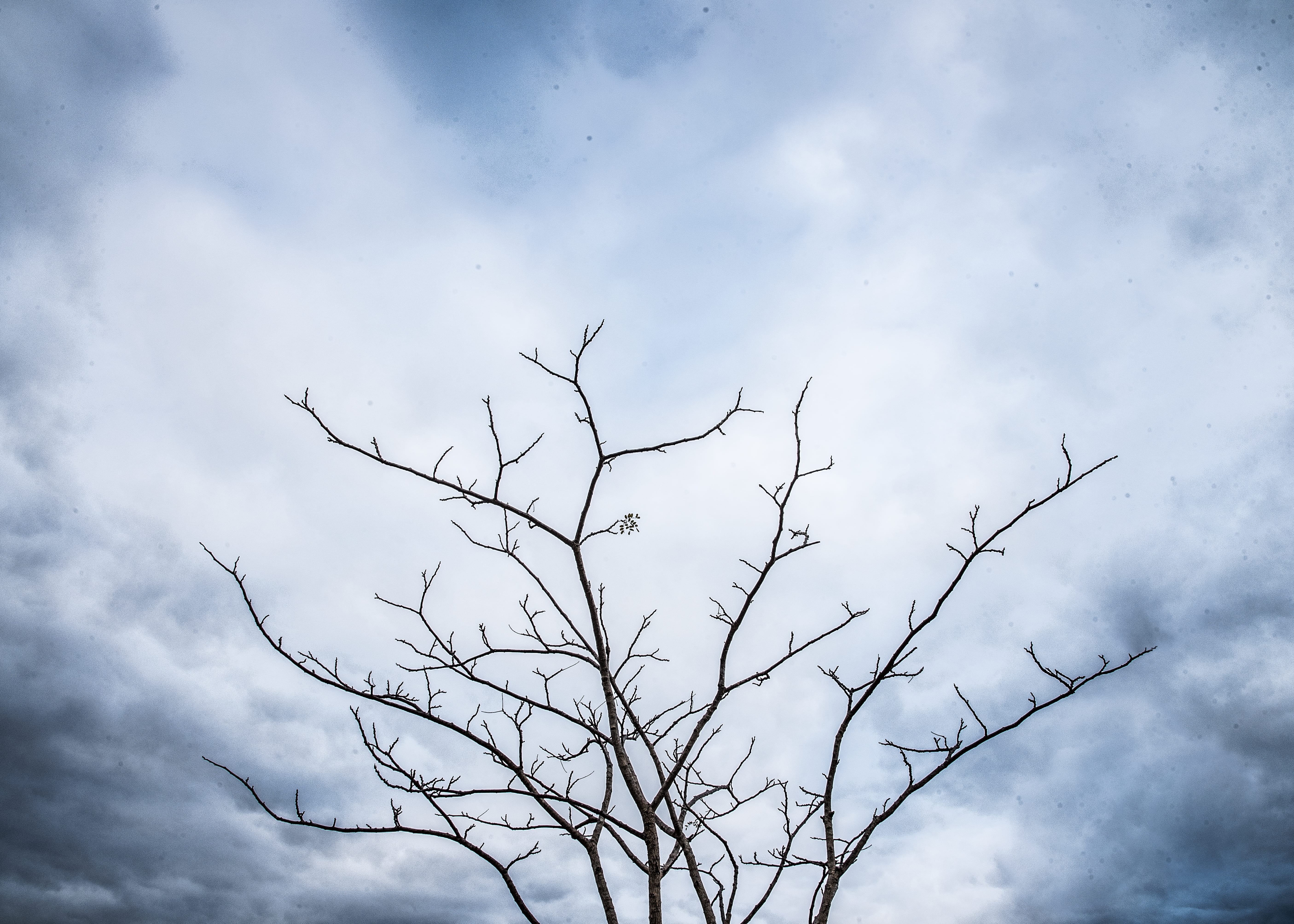 animal, die, low angle view, nature, branch, beauty in nature, overcast, sorrow, day, weather, blue, sadness, flying, tranquility, silhouette, outdoors, HD Wallpaper