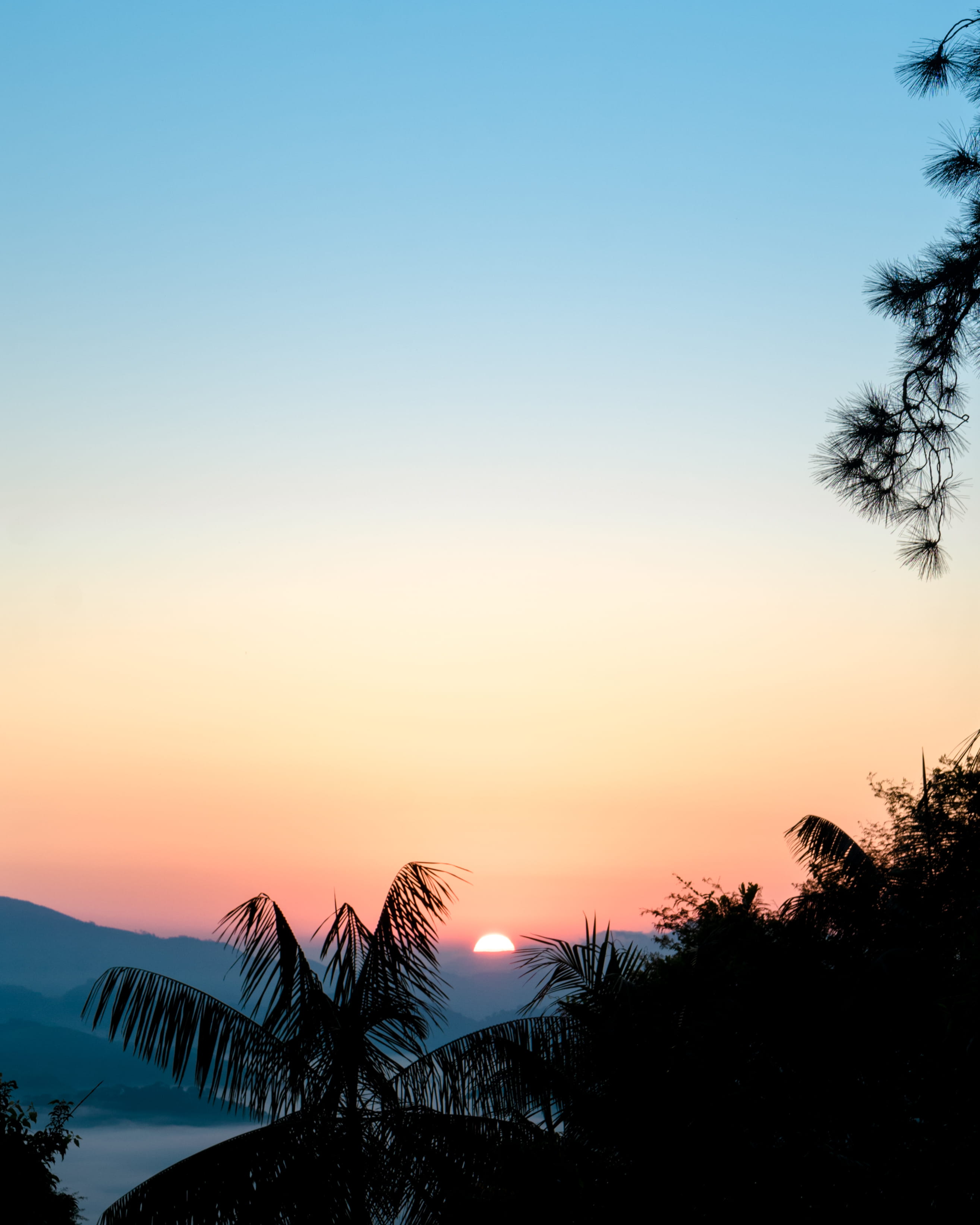 brazil, early, camping, nature, black, jungle, orange color, resende, sunset, plant, clear sky, trees, copy space, leafs, outdoors, growth, silhouette, Phone HD Wallpaper