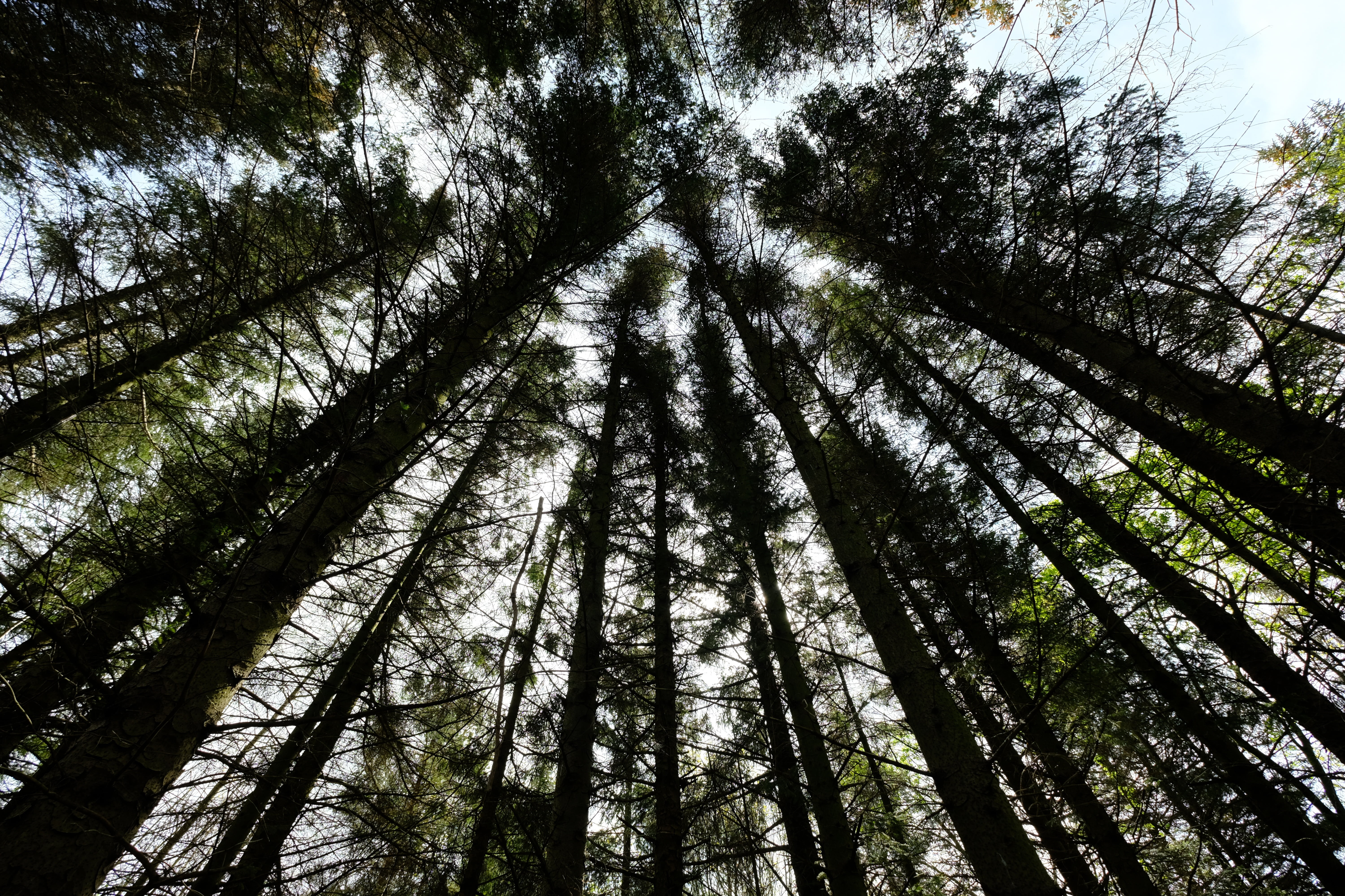 no people, non-urban scene, log, growth, blue, plant, tree trunk, outdoors, sky, wood, 5K, low angle view, woodland, forest, rest, tree, directly below, HD Wallpaper