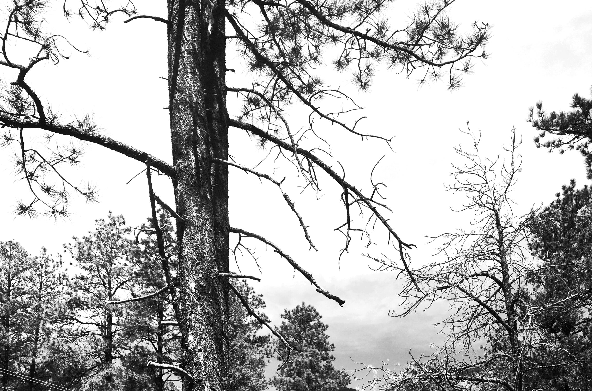 photo, background, pine tree, nature, leaves, plant, tree, branch, 1080P, trunk, land, tree branches, white, no people, dead, forest, grayscale, nature, HD Wallpaper