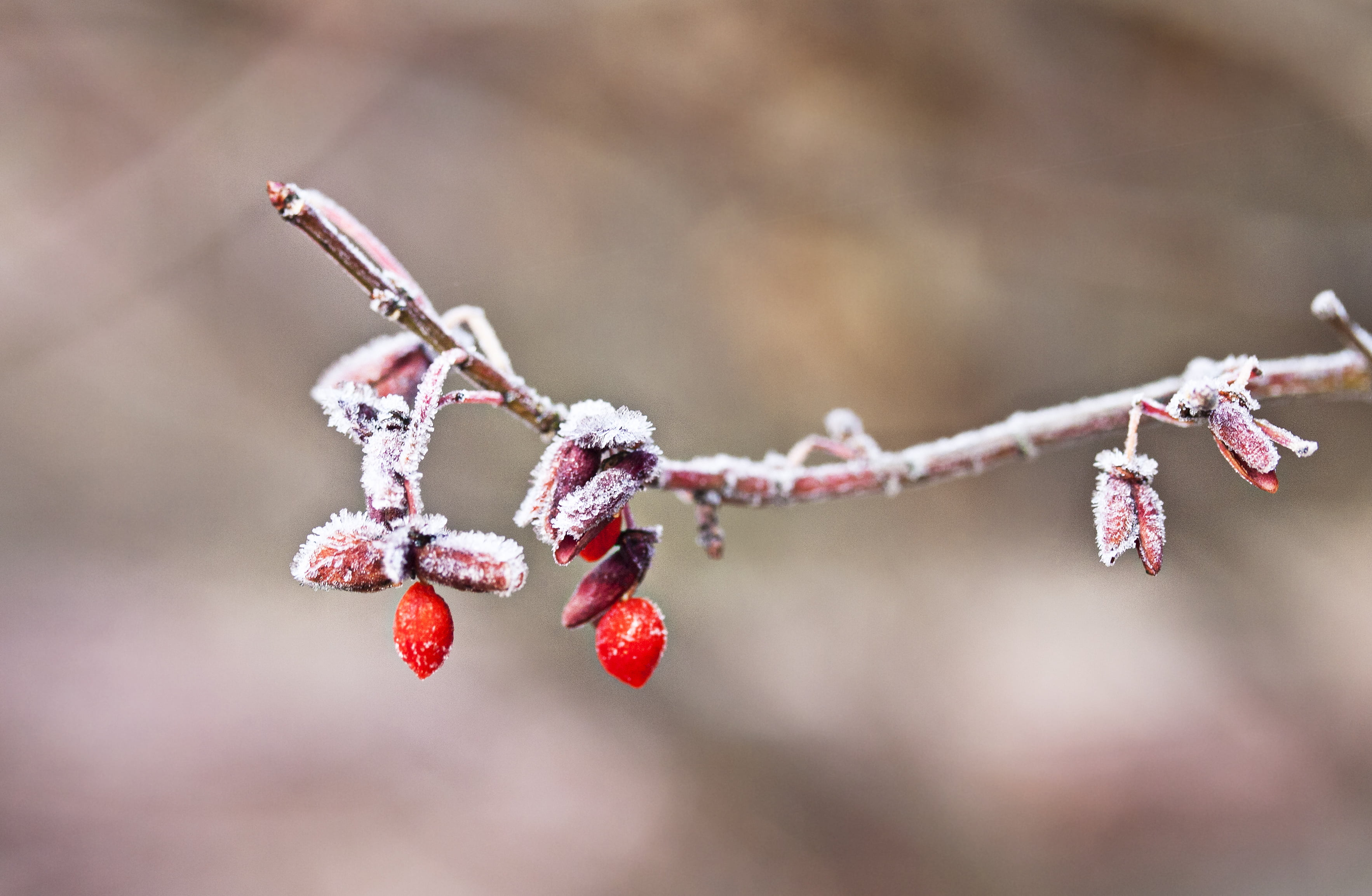 season, plant, seasons, snowed, tree, twig, cold - Temperature, fruit tree, photo, frosty, ice, nature, selective, frost, winter, snow, red, fruit, 2K, HD Wallpaper