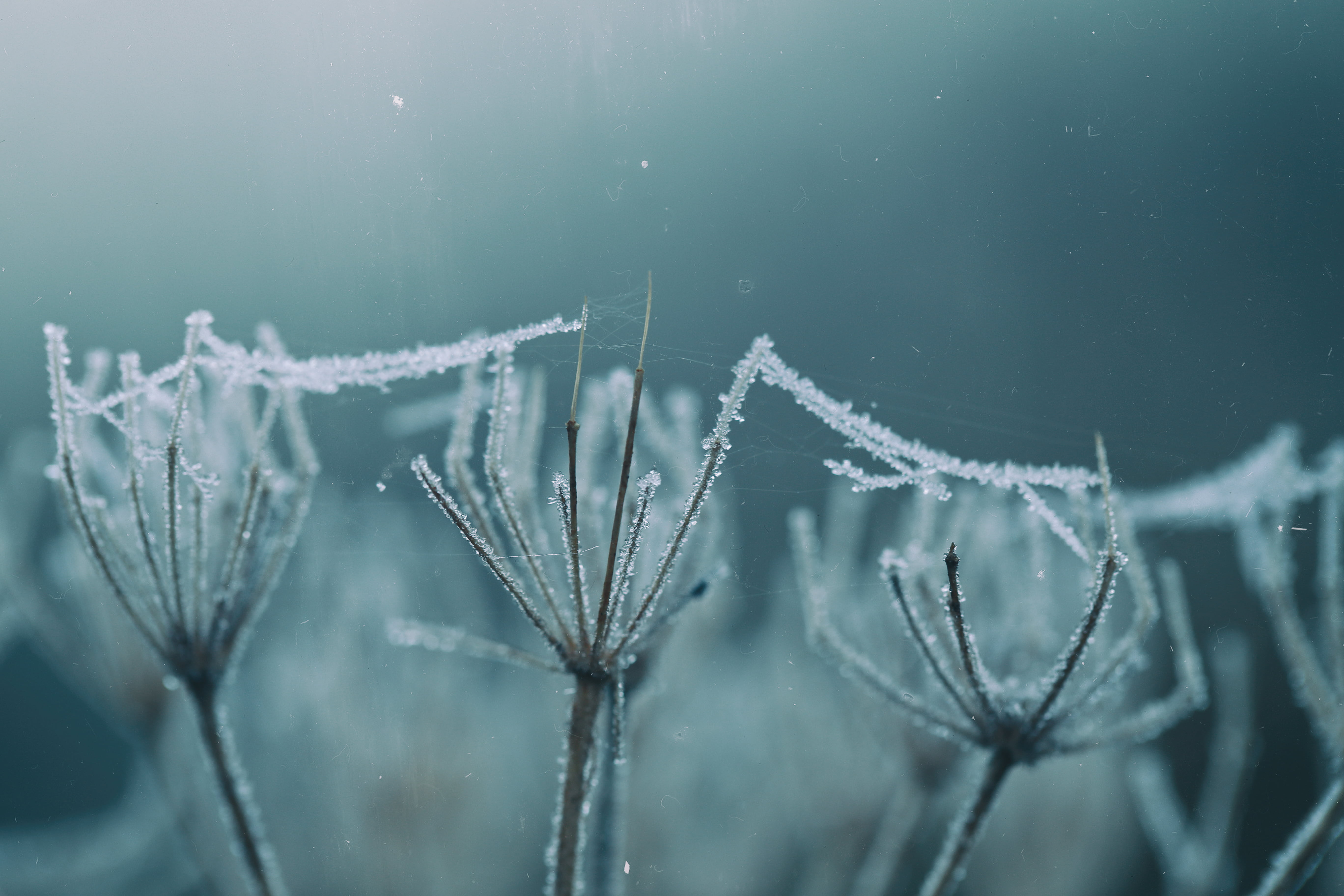 snow, MACRO, MONDAYS, SCOTLAND, frozen, dew, cold - Temperature, FROSTY, ice, covering, close-up, water, winter, NATURE, GLAZE, twigs, drop, 5K, cobwebs, HD Wallpaper