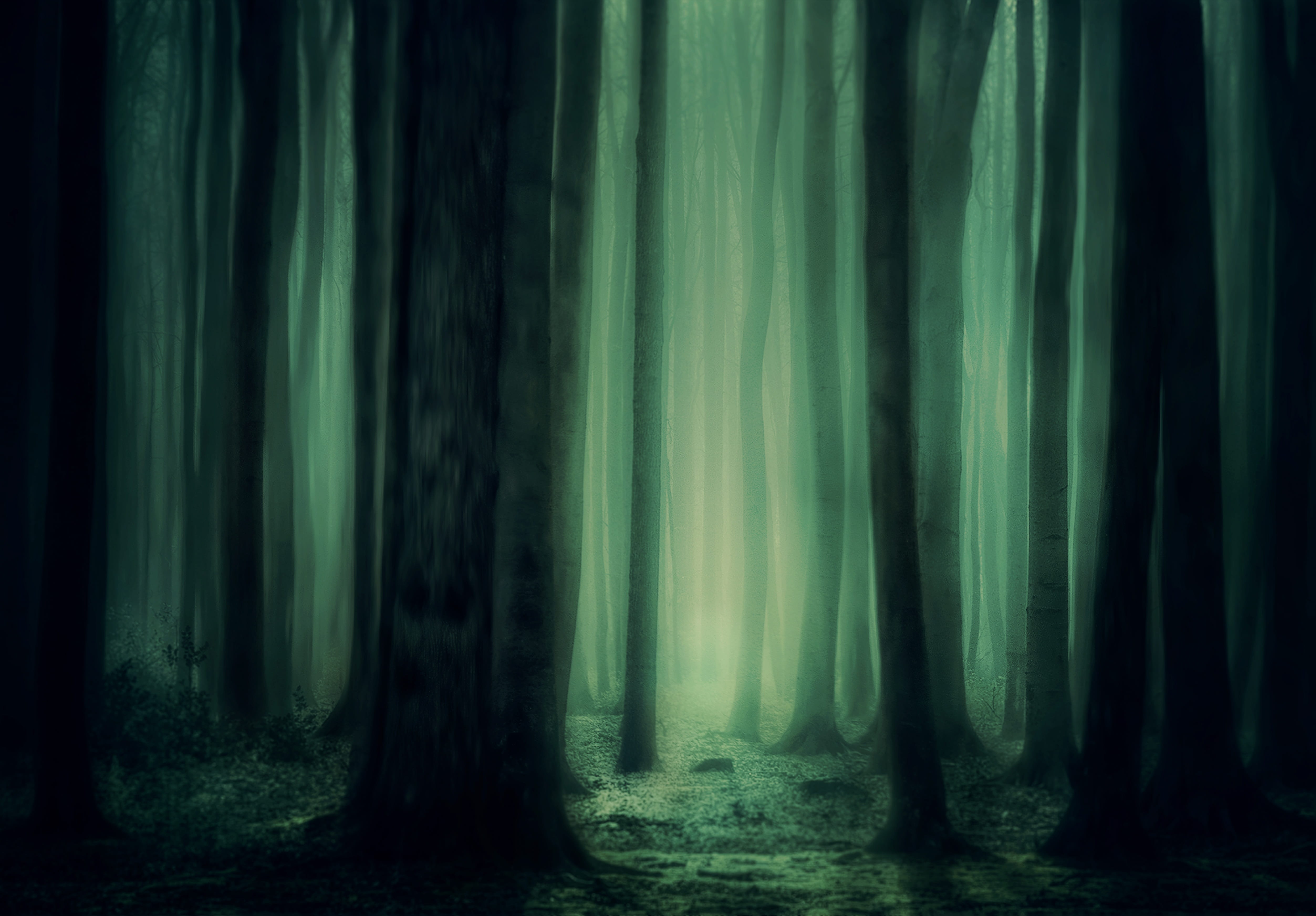 woodland, tranquil scene, nature, atmosphere, 4K, fog, night, fairytale, magical, magic, mystery, outdoors, curtain, spooky, beauty in nature, tranquility, HD Wallpaper