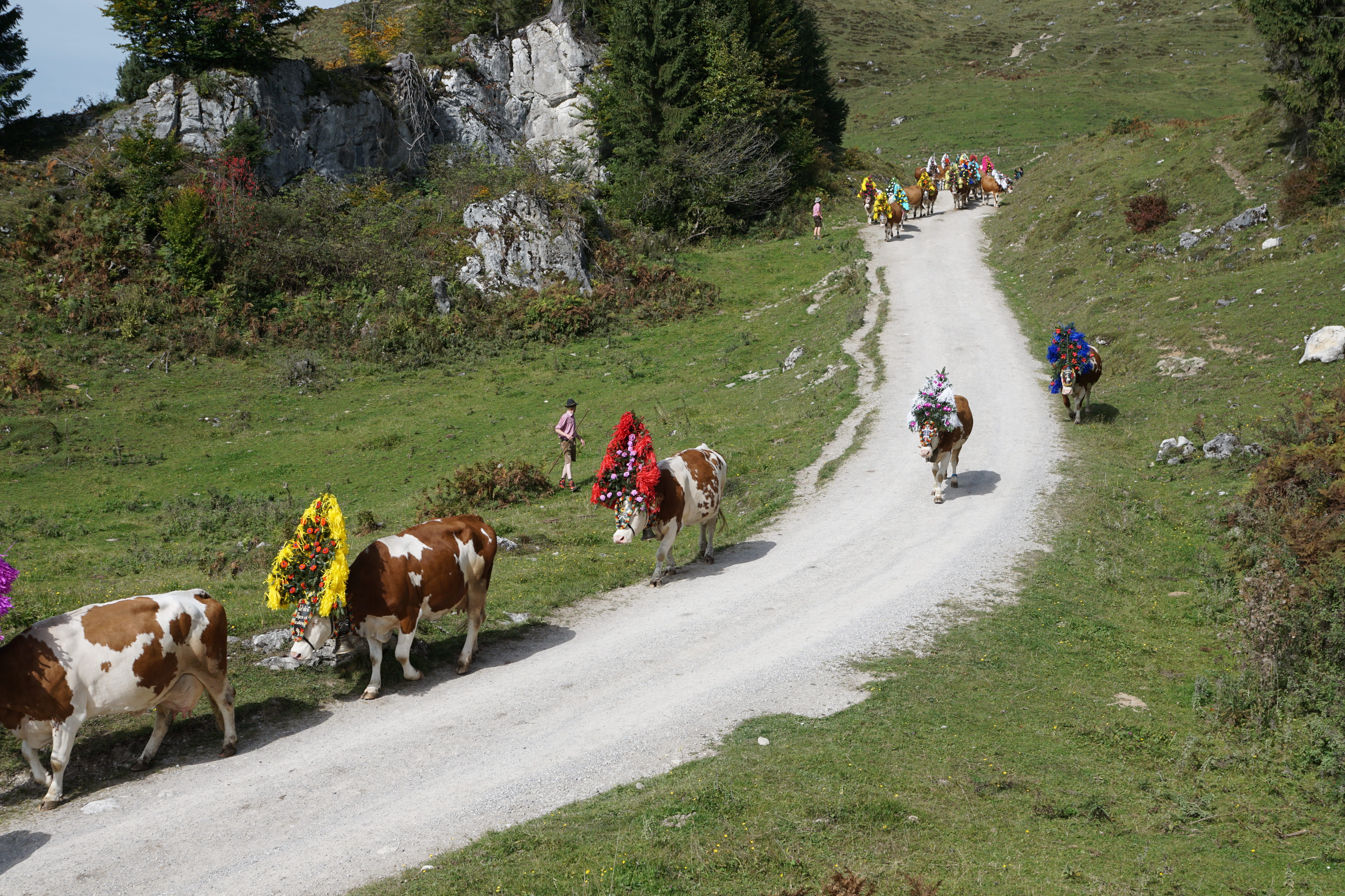 creative, domestic animals, festival, vertebrate, 5K, alpine, europe, forest, decoration, luck, tree, femininity, love, hike, adult, landscape, summer, HD Wallpaper