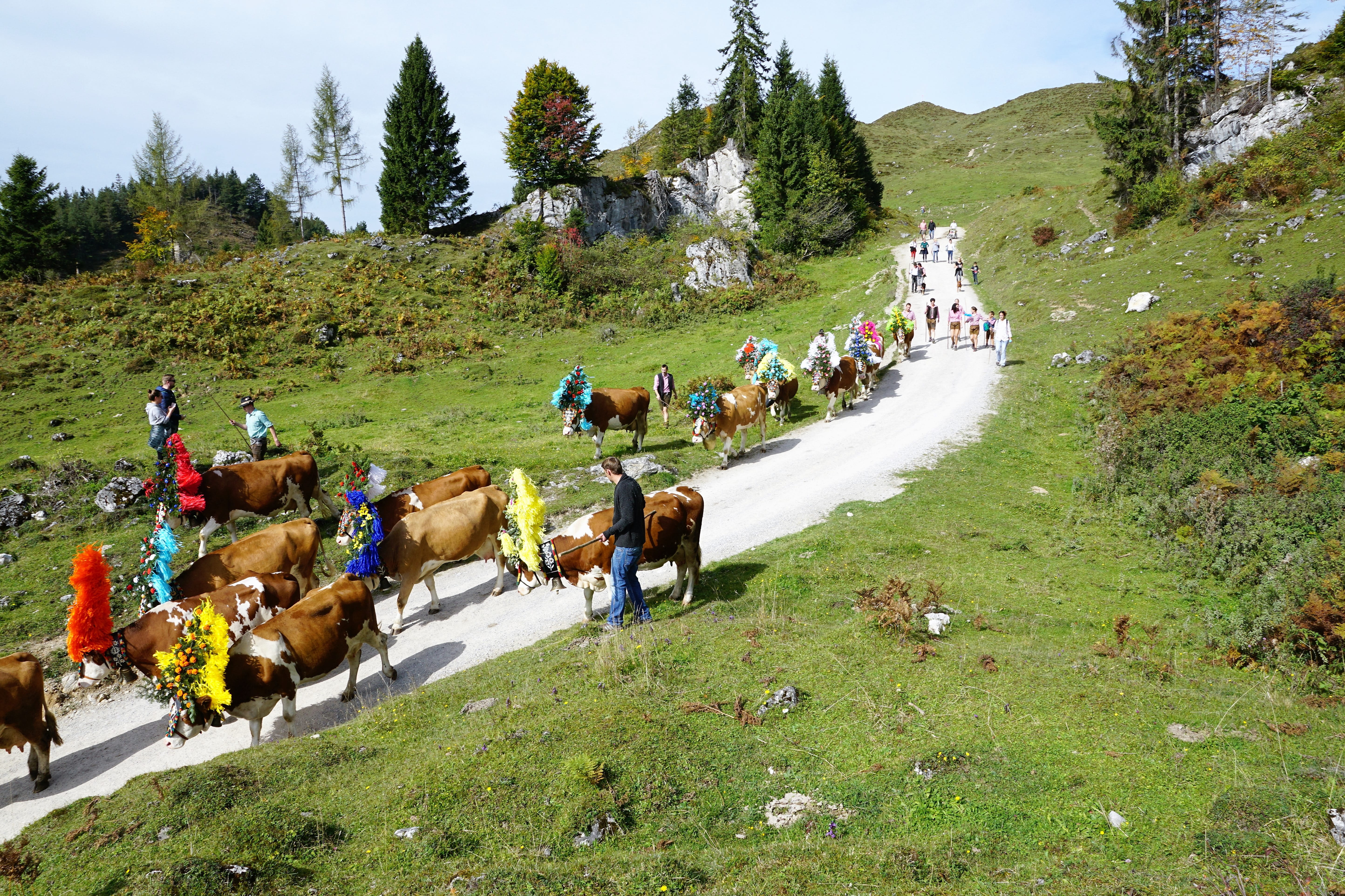 austria, domestic animals, sky, creative, bio, party, livestock, mountains, alpine, domestic, horse, alm, massif, group of animals, mountain, outdoors, HD Wallpaper