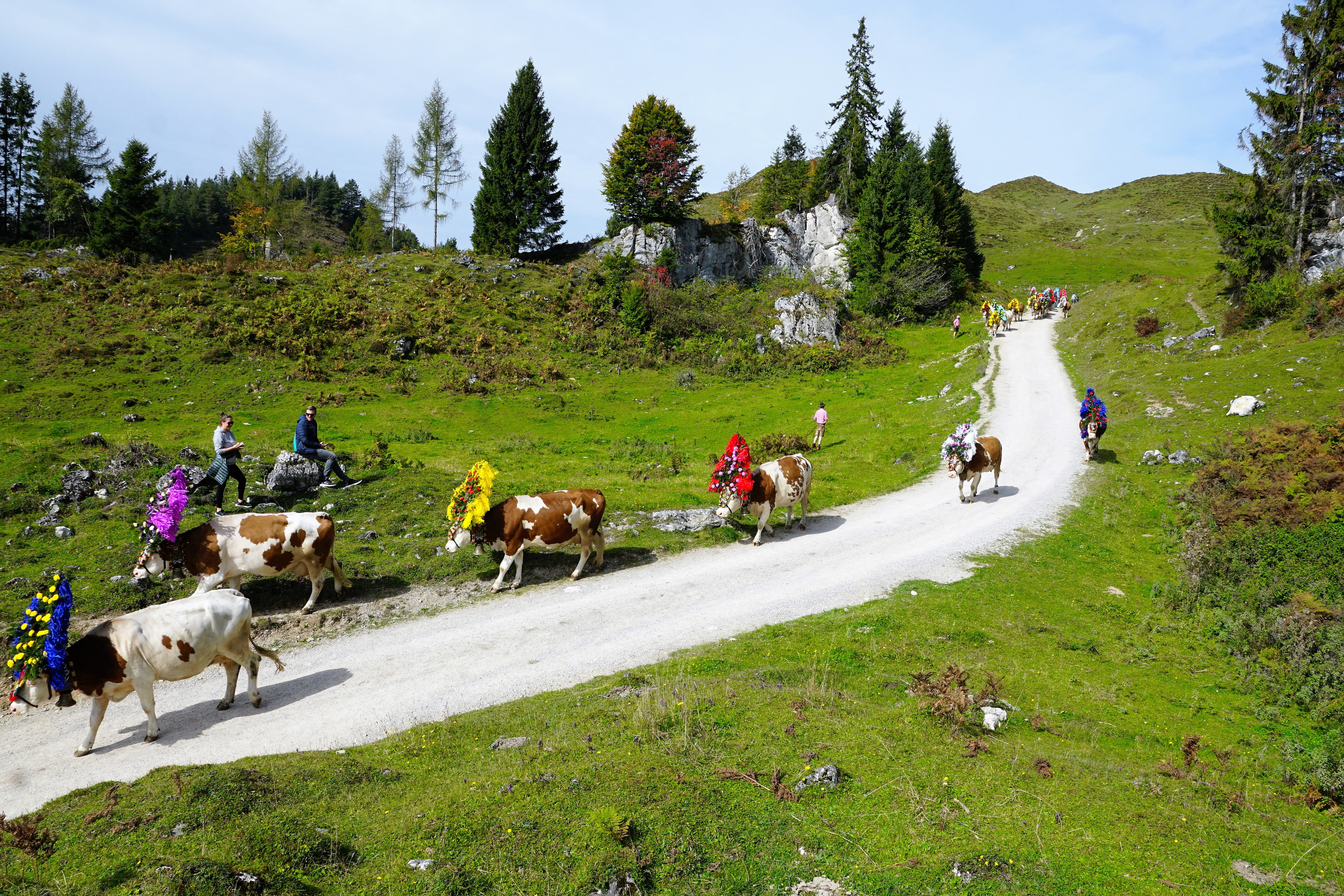 typical, fun, mood, celebration, kitzbühel, womens day, grass, pets, mountains, hill, away, nature, group of animals, tourism, domestic, bio, party, pasture, HD Wallpaper