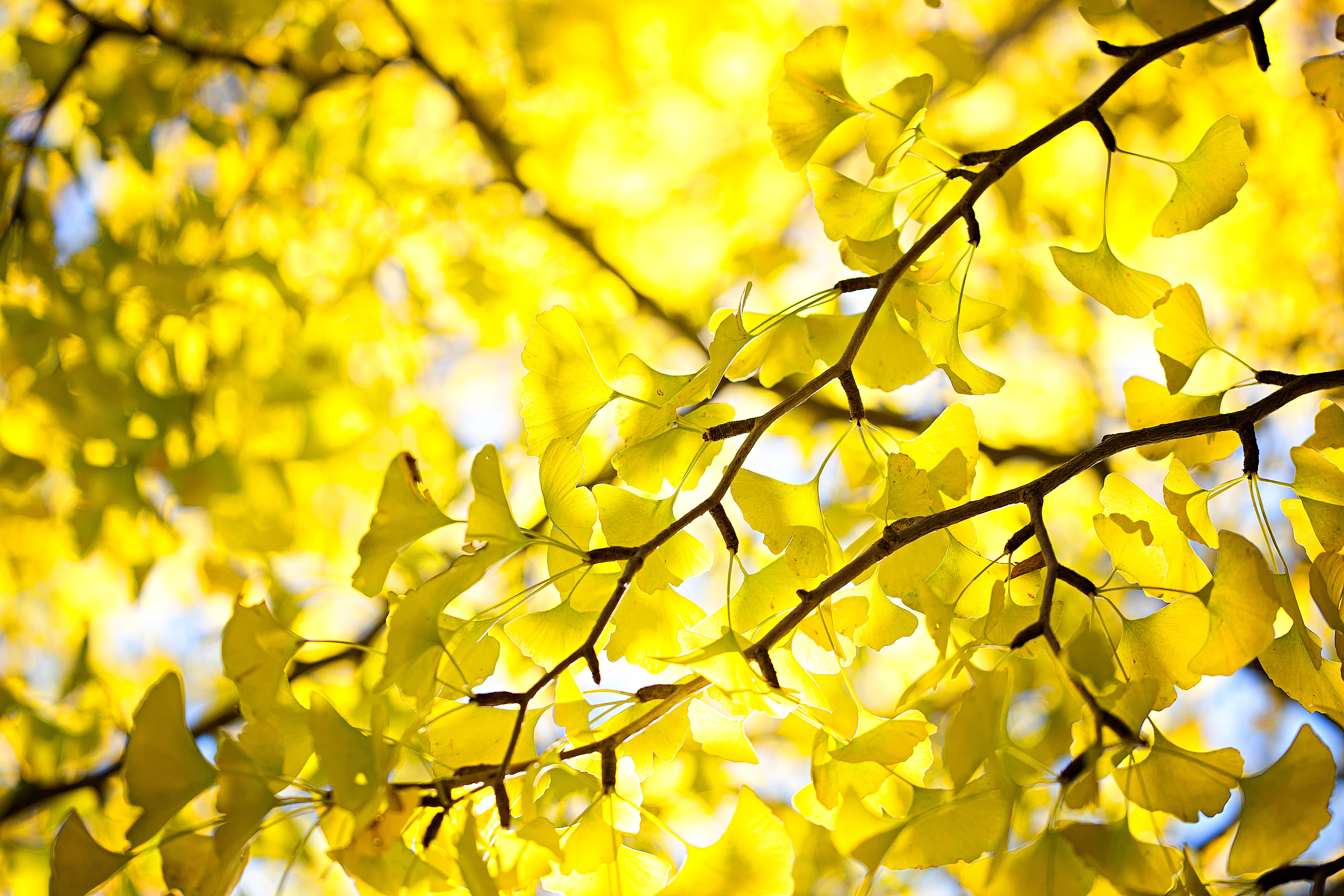 Yellow, outdoors, 5K, ginkgo, gold Colored, season, backgrounds, 日本, vibrant Color, plant, nature, Canon  EOS, Iwaki, leaf, forest, JAPAN, branch, tree, HD Wallpaper