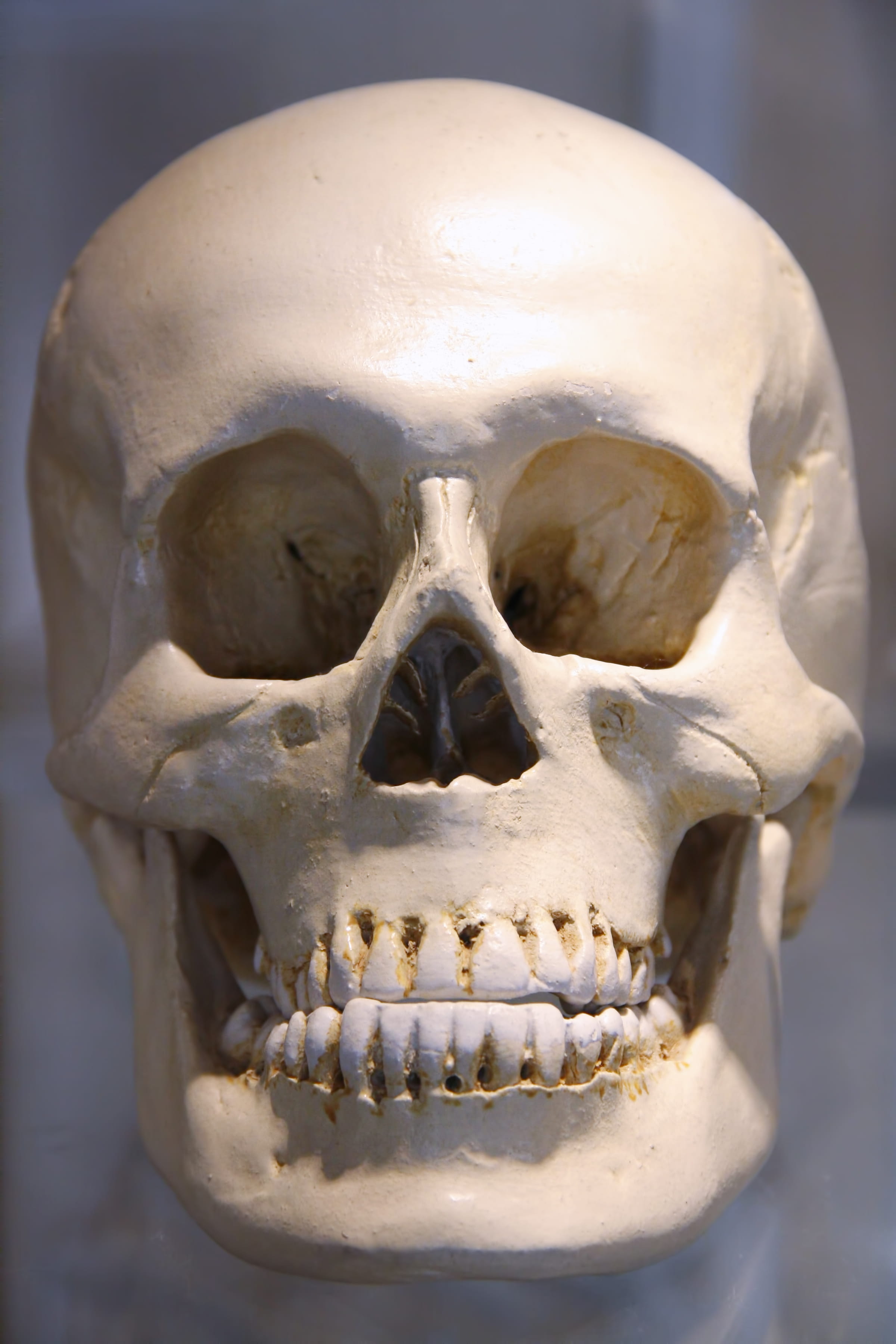 museum, representation, isolated, dead, scull, head, 2K, anatomy, human, body part, spooky, human skull, still life, human body part, skeleton, black, Phone HD Wallpaper