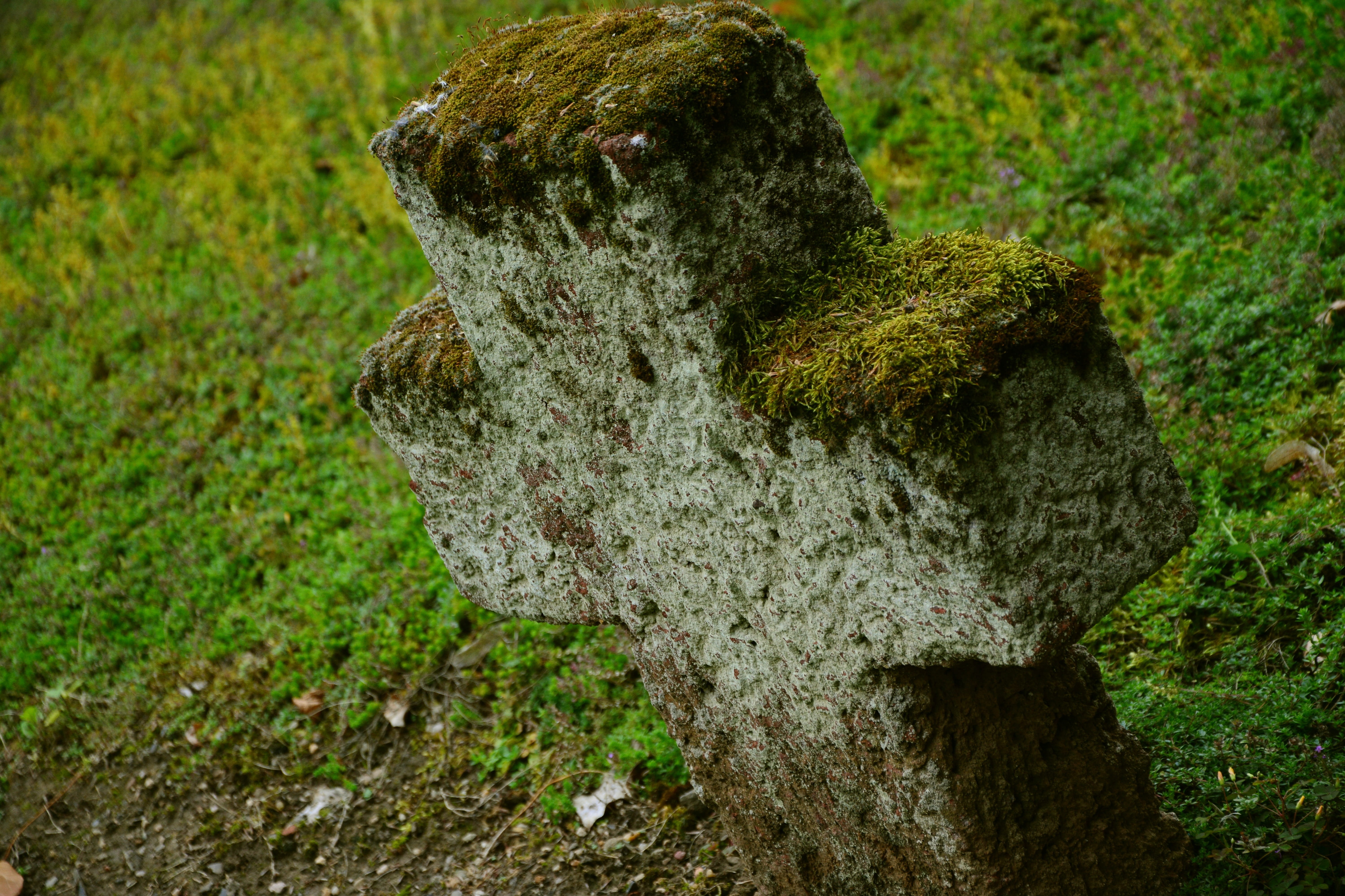 memorial stone, roof, headstone, plant, resting place, bark, mammal, outdoors, close-up, tomb, christianity, monument, green color, textured, grass, trunk, HD Wallpaper