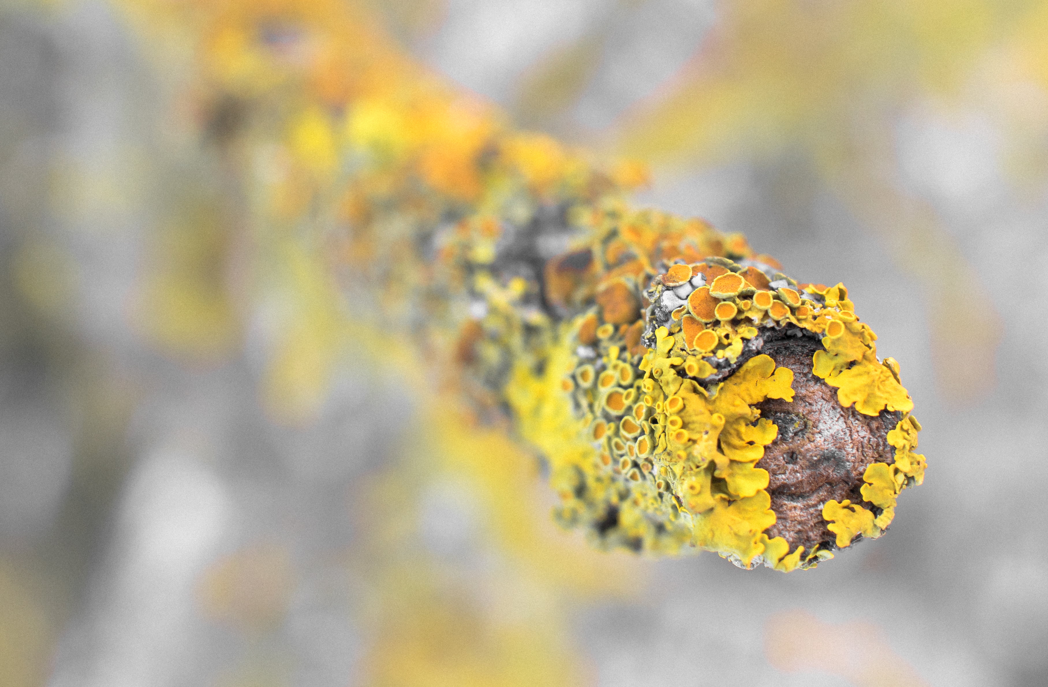 nature, selective focus, tranquility, focus on foreground, macro, tree, textured, plant, outdoors, no people, autumn, lichen, day, vulnerability, backgrounds, HD Wallpaper