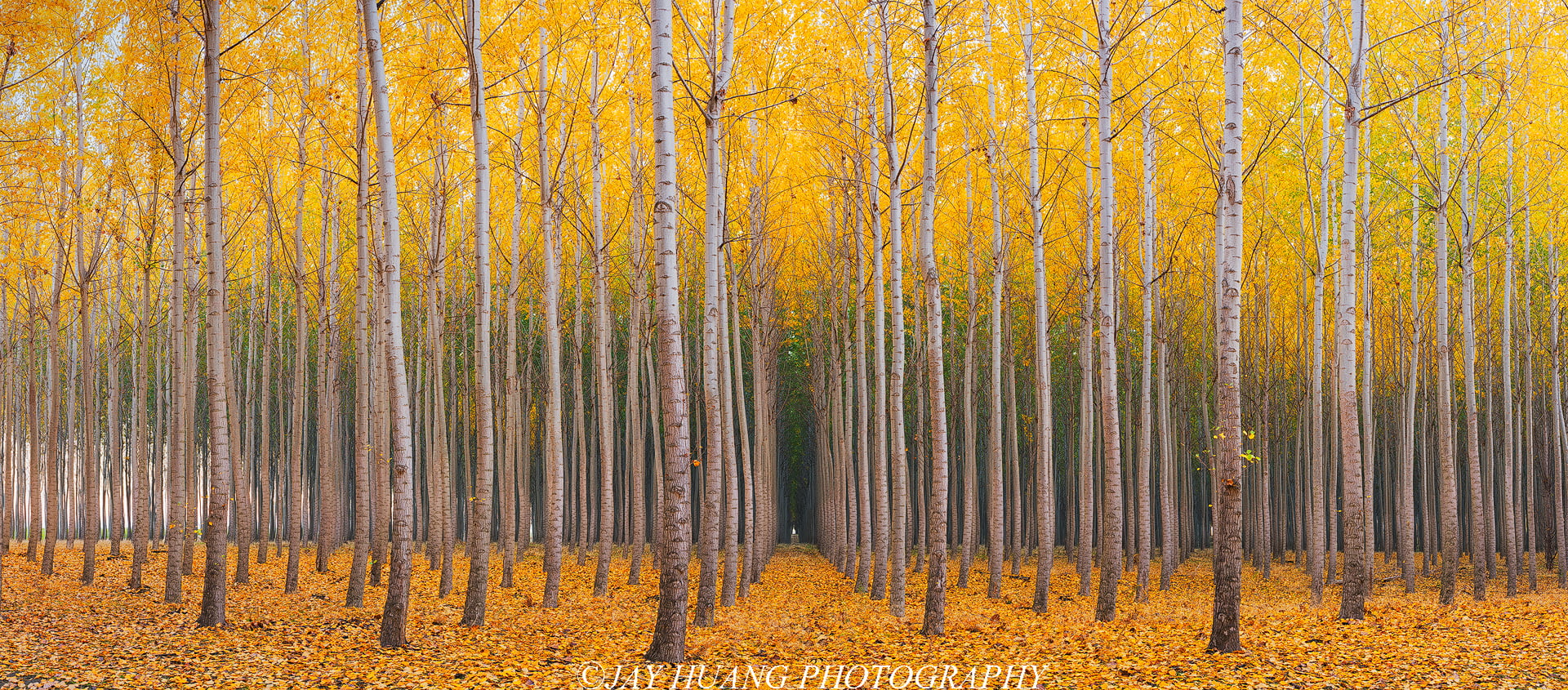 forest, nature, Yellow, Oregon, Tree Farm, Fall Colors, Geometry, trees, leafed, Leaves, Symmetry, Poplar Trees, Autumn, 1080P, Line Up, Carpet, Sunrise, HD Wallpaper