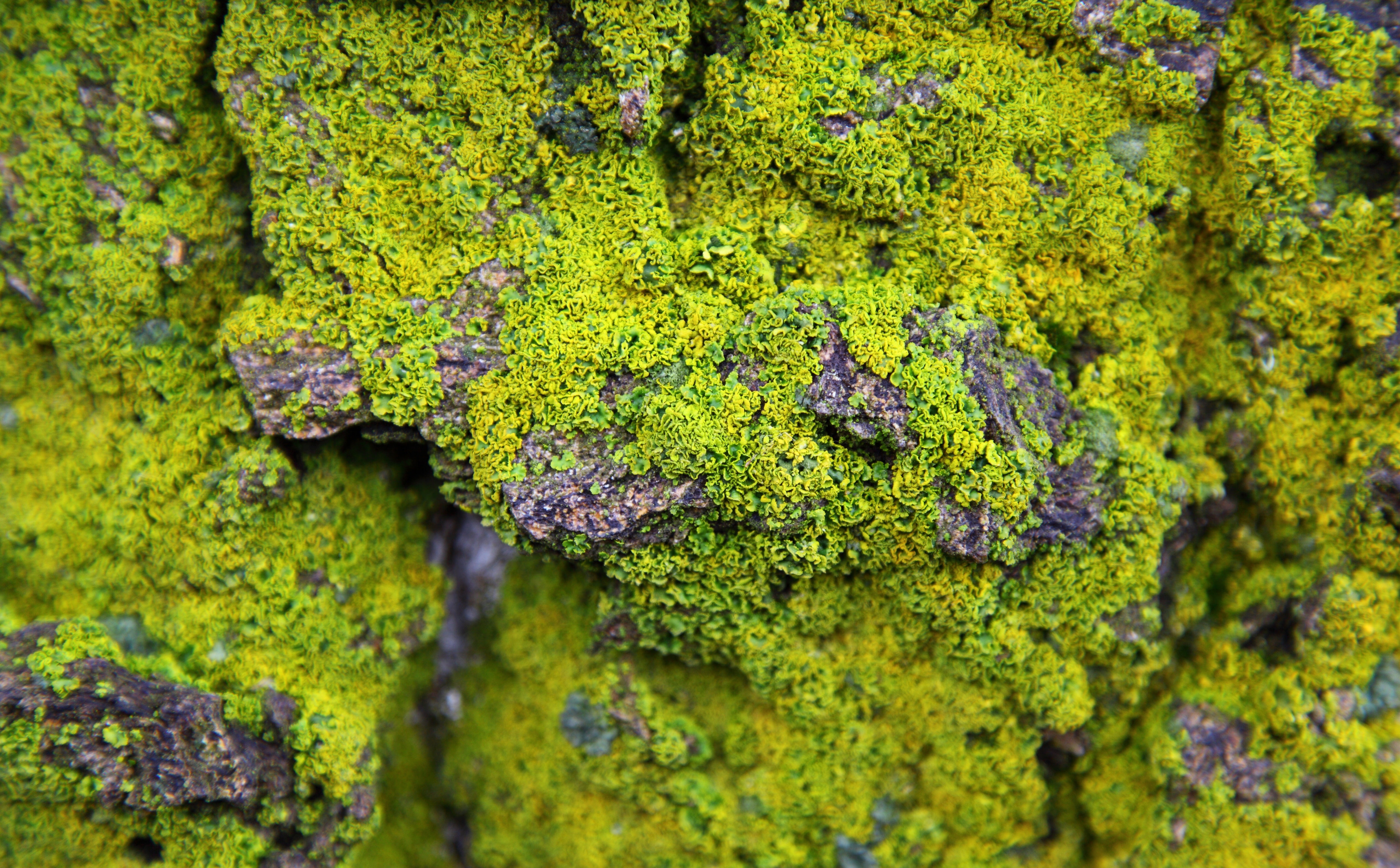 lichen, closeup, beauty in nature, Rock, selective focus, freshness, Aero, outdoors, green color, nature, growth, photography, full frame, Macro, day, 5K, HD Wallpaper