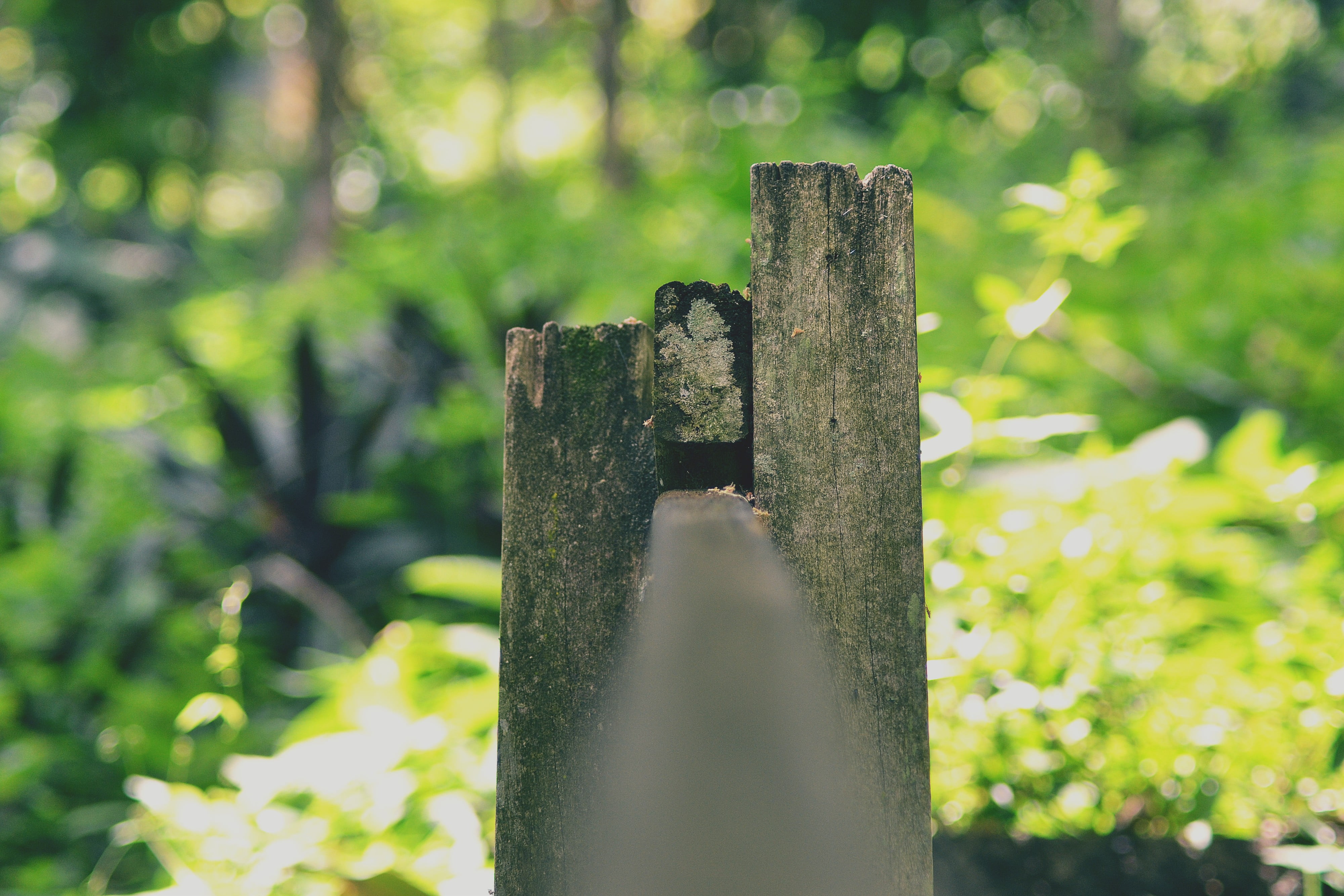 selective focus, tranquility, wood - material, sunlight, 4K, tree, plants, ferns, outdoors, wood, bokeh, nature, green color, cross, plant, religion, metal, HD Wallpaper