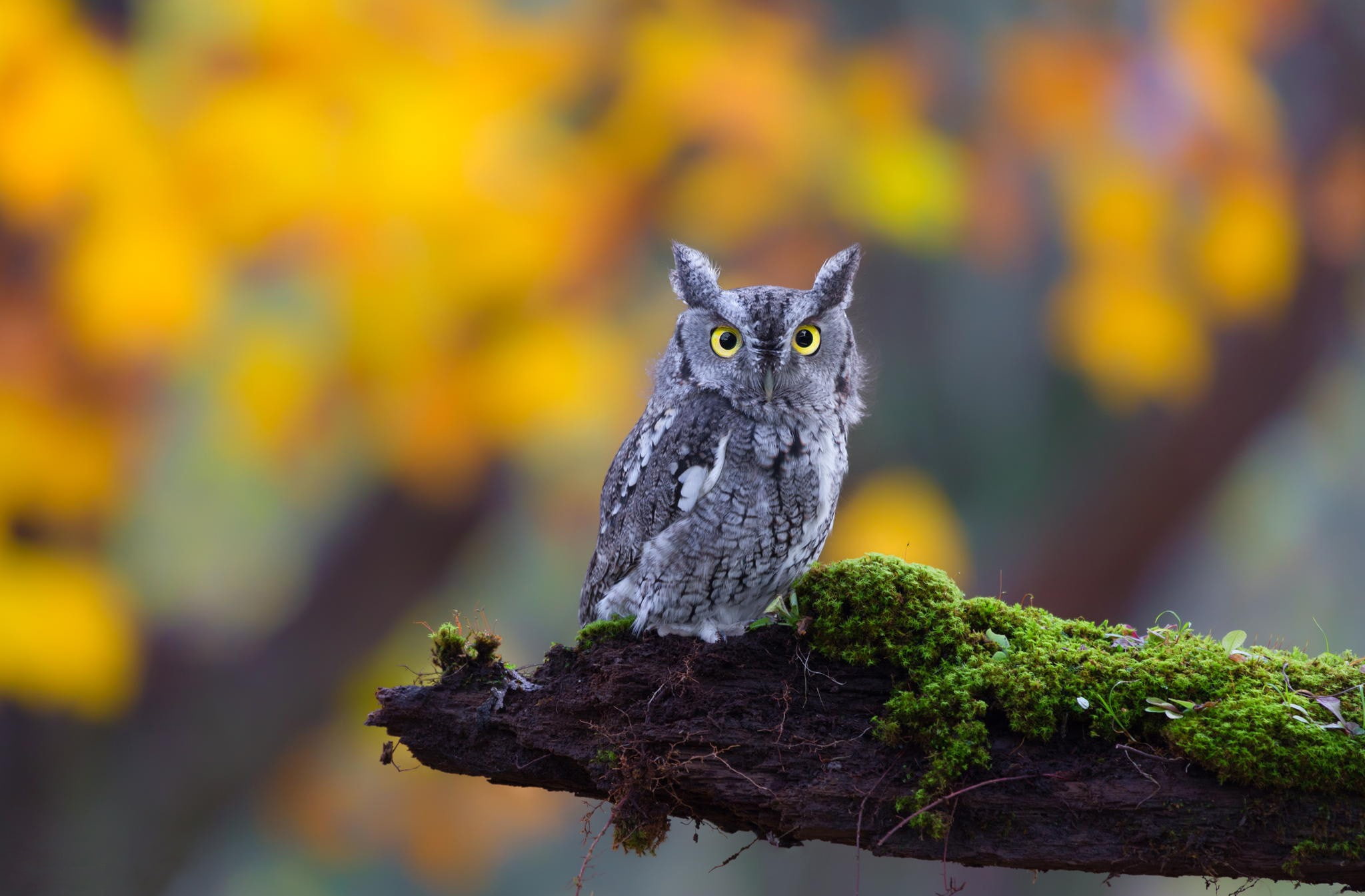 animal, focus on foreground, branch, animals, plant, portrait, birds, bird, owl, animals in the wild, perching, outdoors, animal wildlife, looking at camera, HD Wallpaper